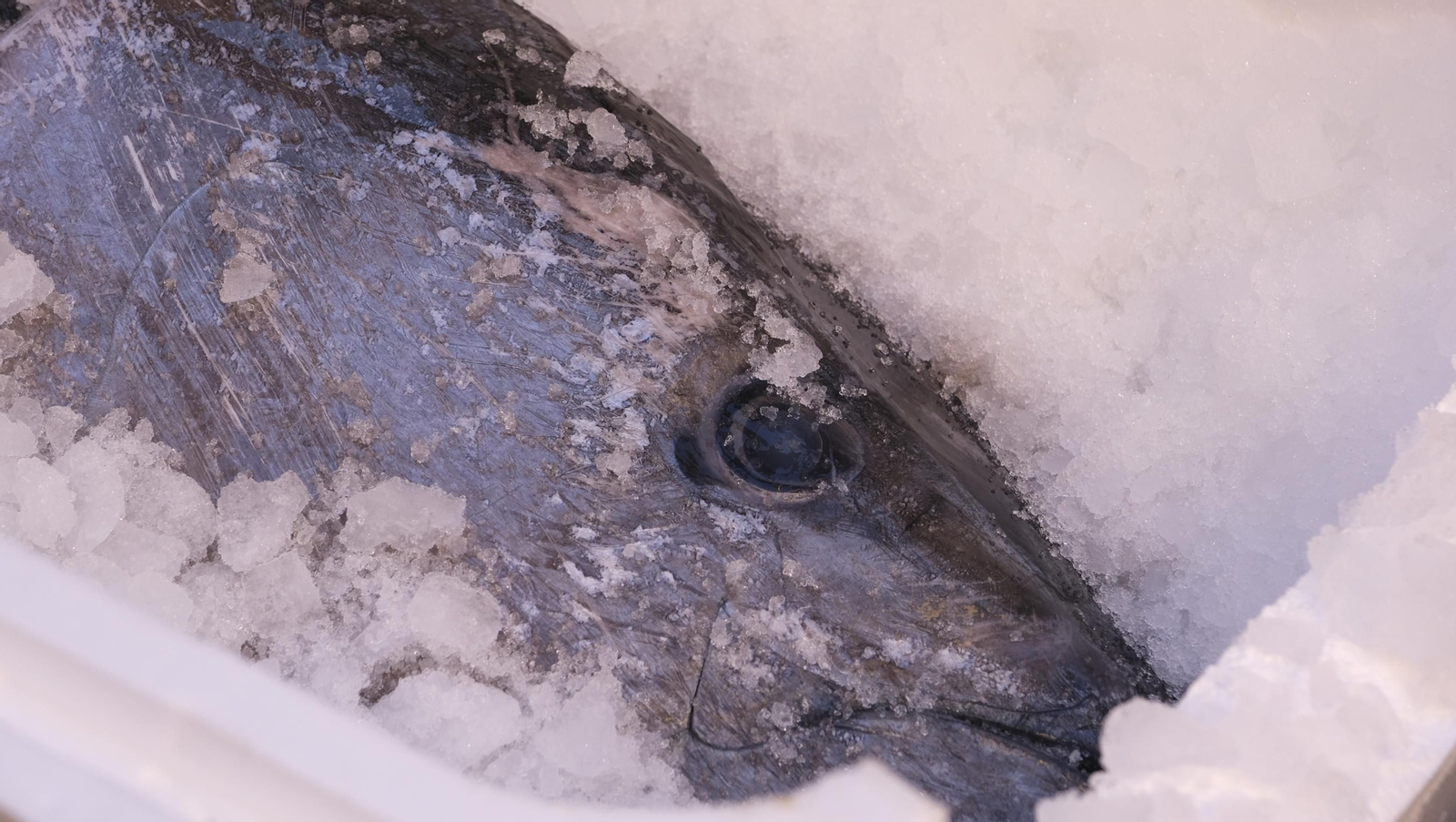 Jornadas del ronqueo del atún rojo de almadraba, en el Espacio Gastrómico Tony García.