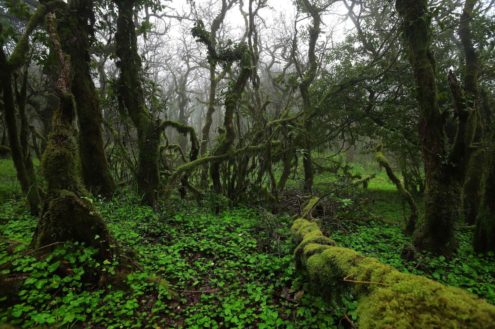 Destacan los alcornoques, helechos, quejigos, musgos y otras especies en su rica vegetación Destacan los alcornoques, helechos, quejigos, musgos y otras especies en su rica vegetación