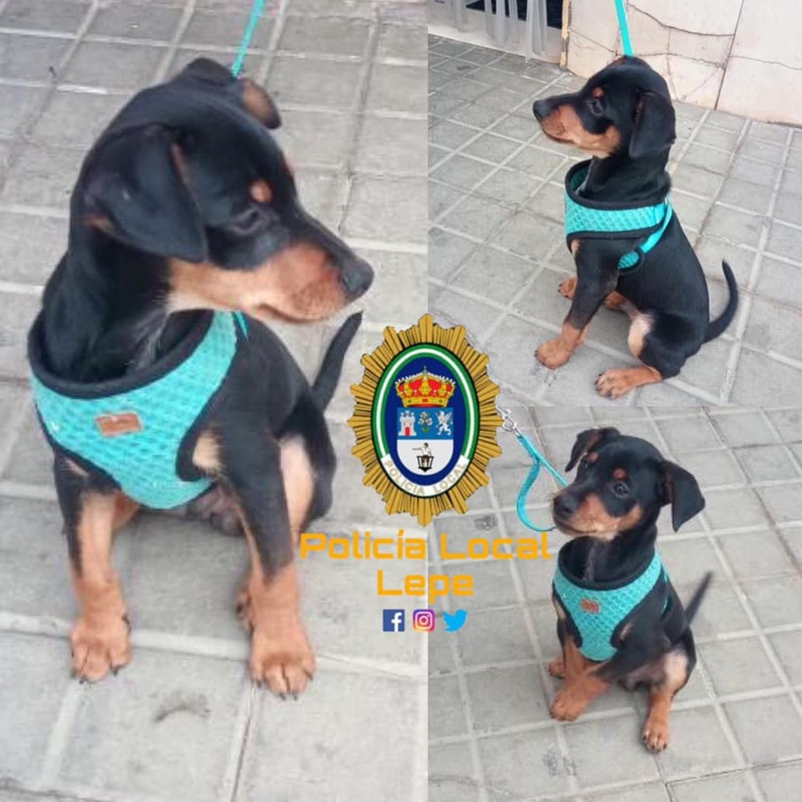 Trapito, el cachorro de pinche perdido en Lepe.