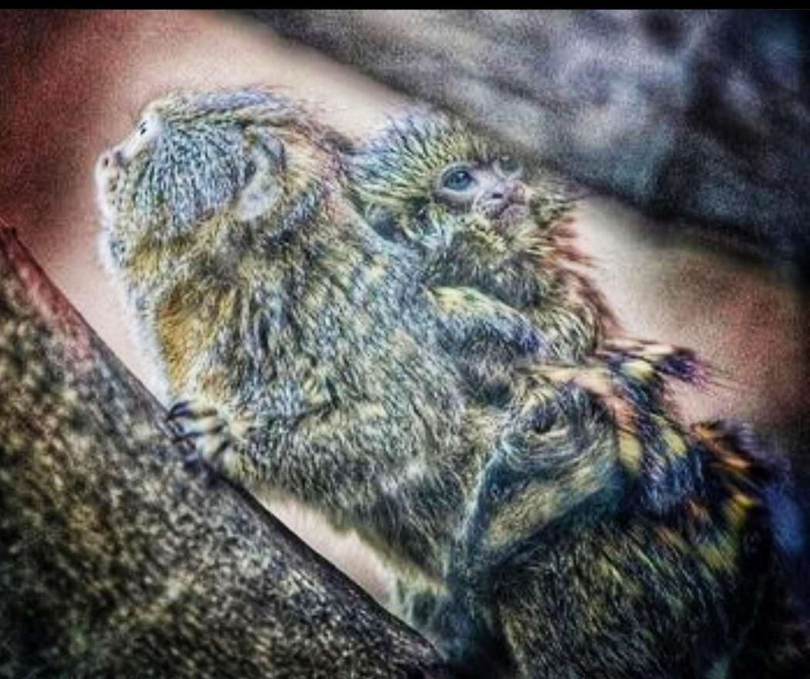 Imagen del tití pigmeo, agarrado a uno de sus progenitores.