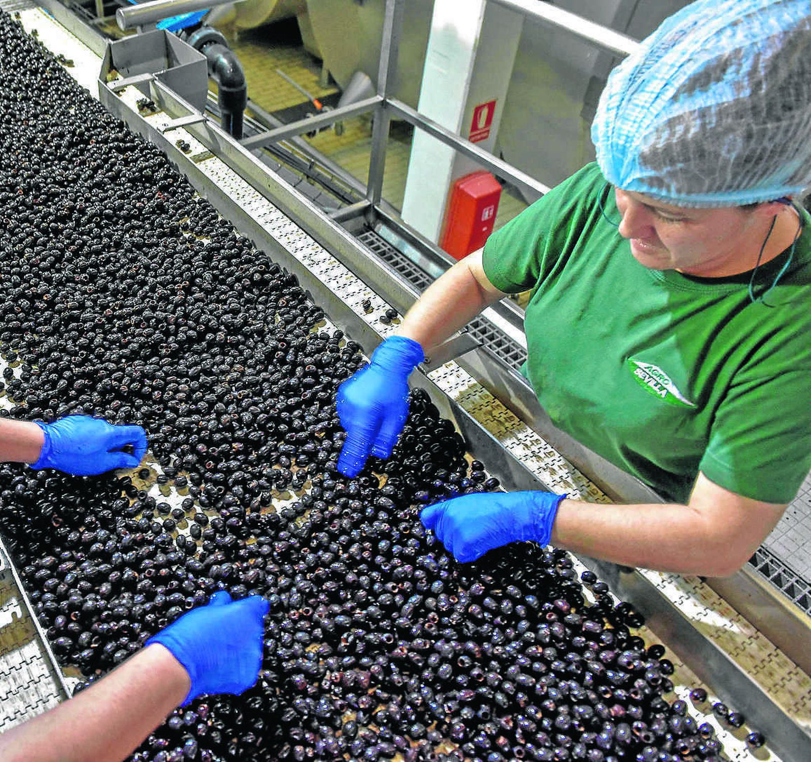Línea de procesado de aceituna negra en Agro Sevilla.
