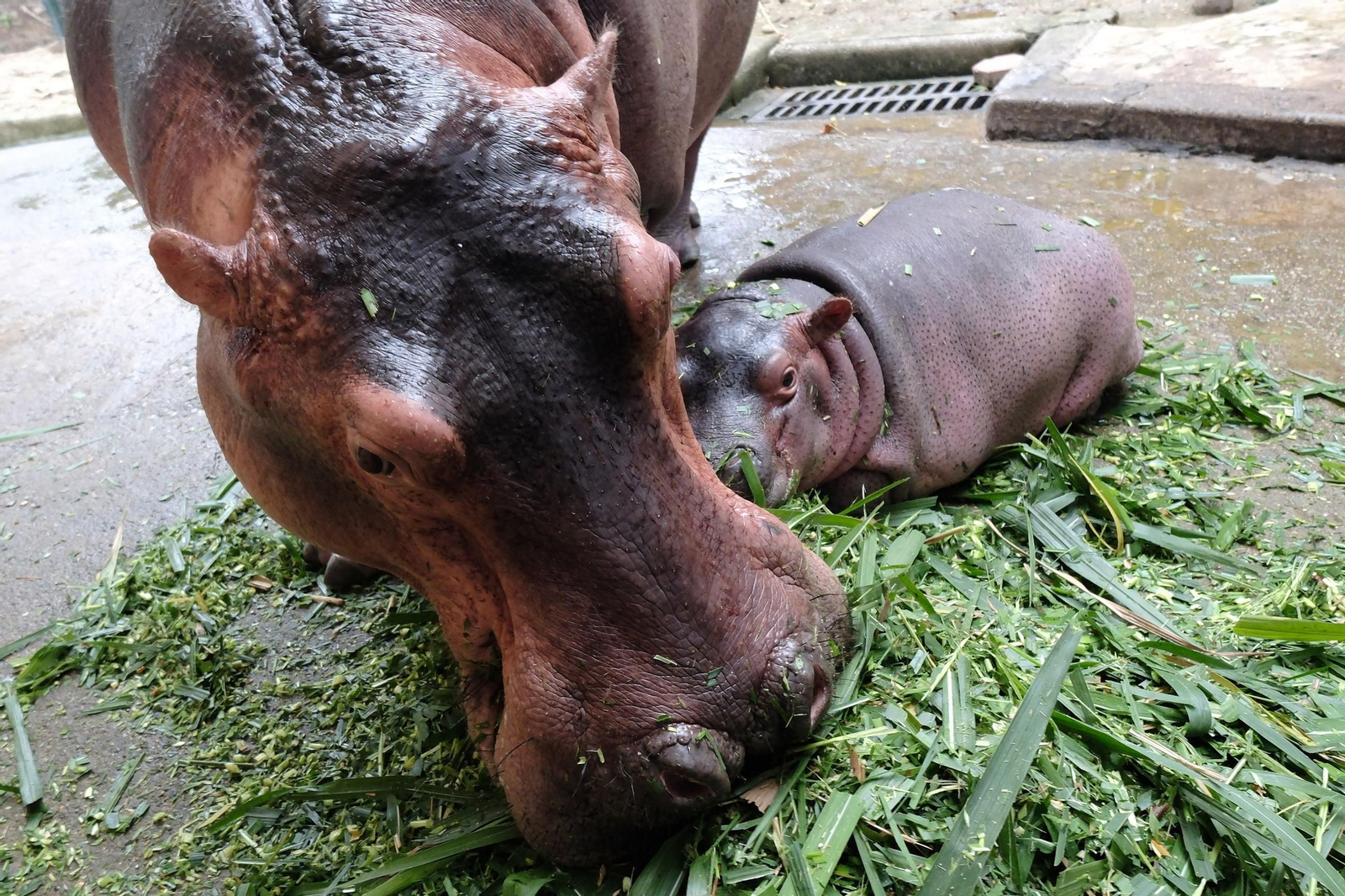 ¡Bienvenido al mundo! Un adorable hipopótamo bebé hace su debut en el zoológico de Hanói, robando corazones con su encanto