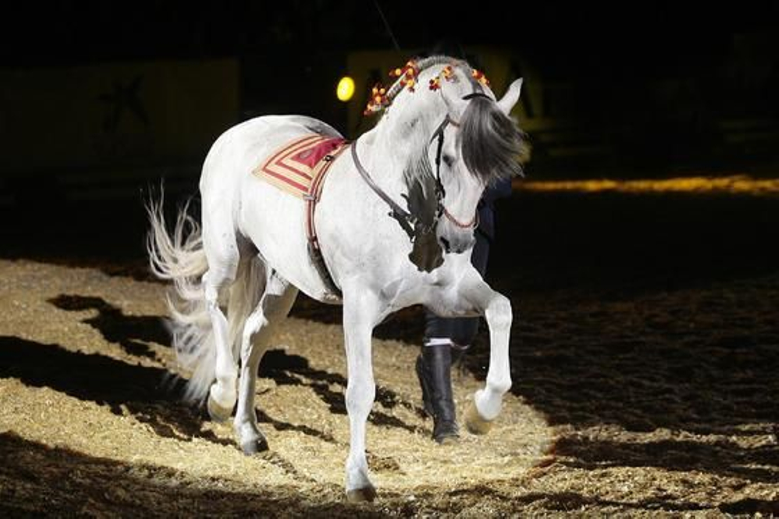 Número de riendas largas por Juan José Verdugo.

Foto: Juan Carlos Muñoz