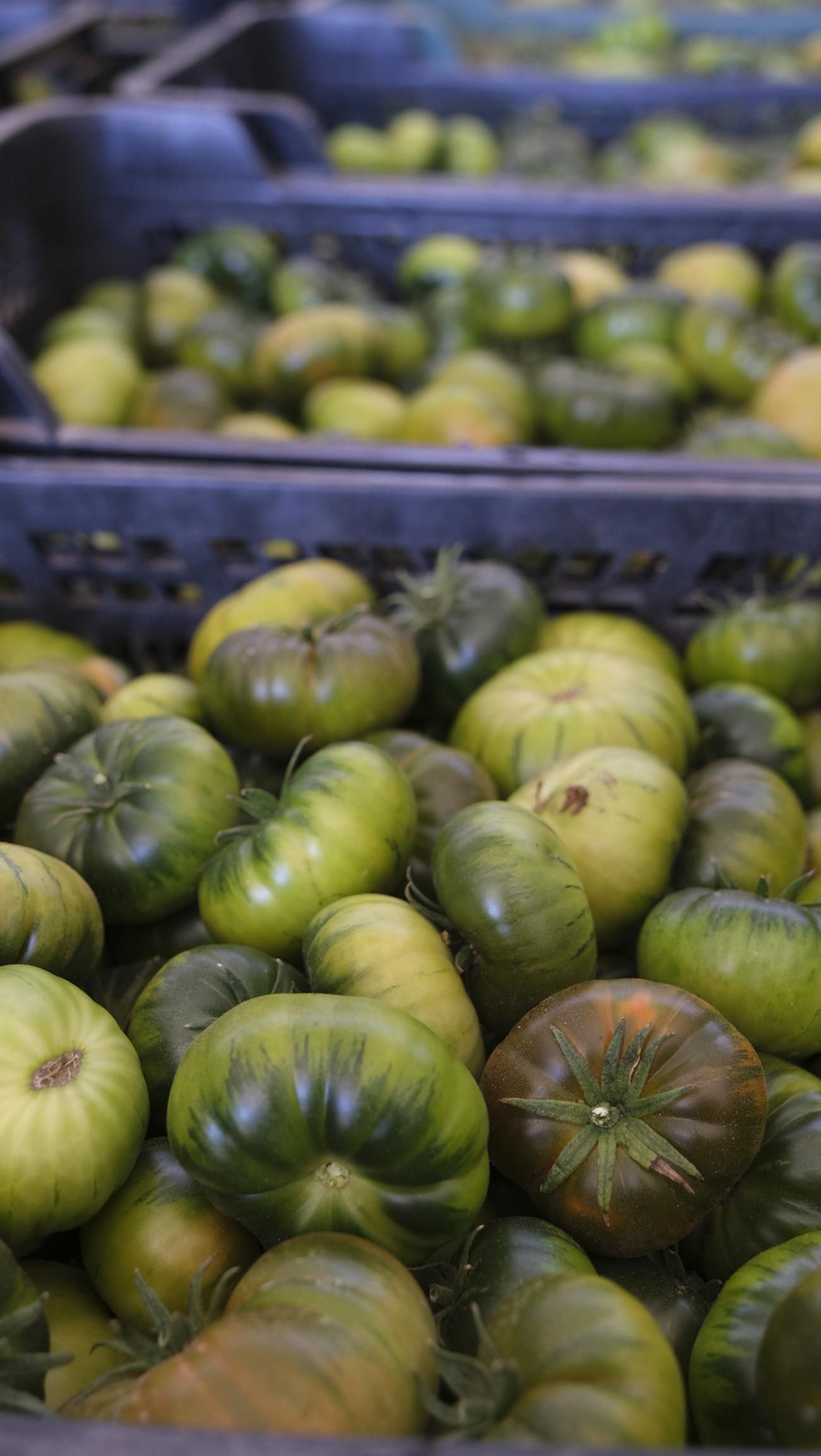 El auténtico Raf LoVargas