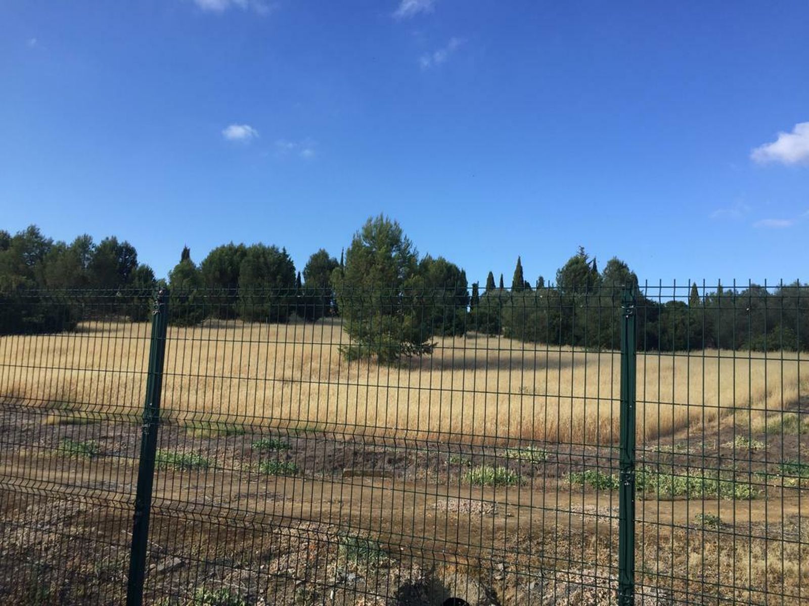 Una imagen difundida por IU de los pastos entre el arbolado.