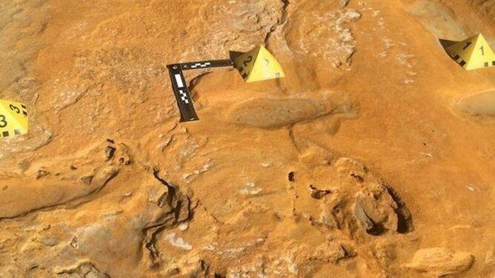 Huellas encontradas en Matalascañas con forma elíptica atribuidas a ejemplares neonatos de elefantes de colmillos rectos