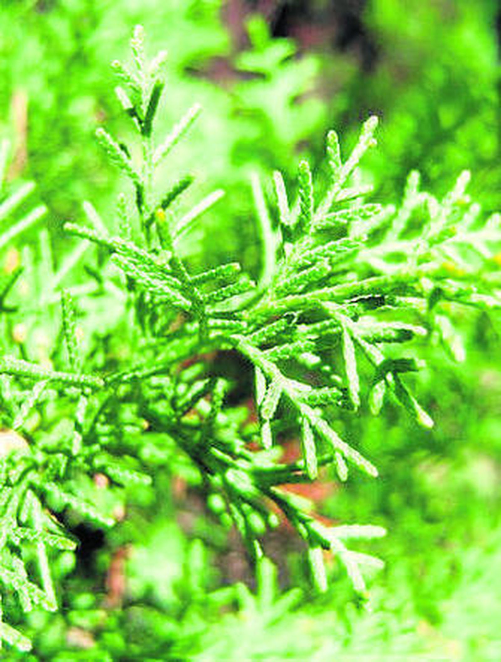 El ciprés, planta ornamental.