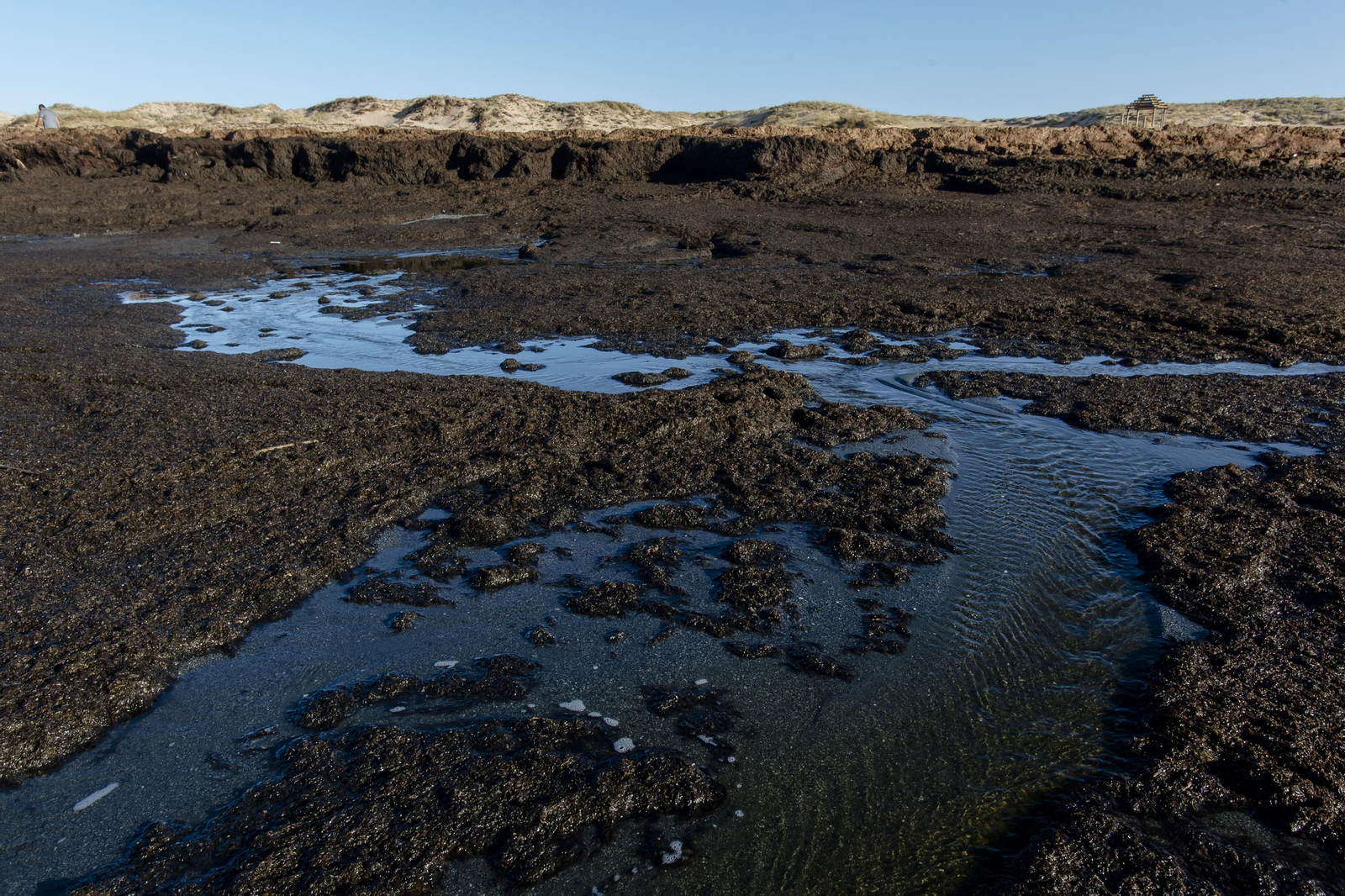 El alga asiática invade de nuevo la playa de Los Caños de Meca