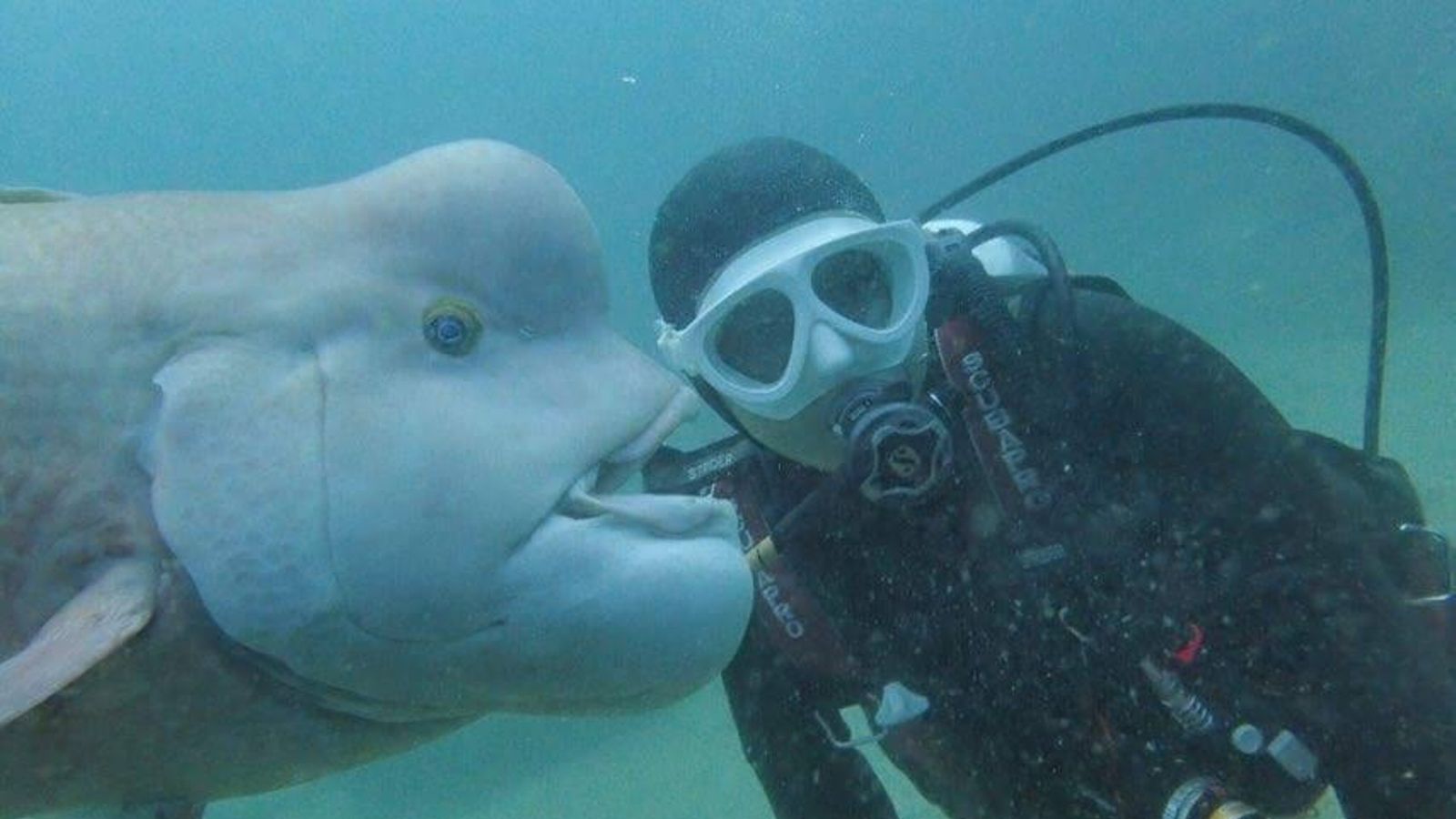 buzo japonés y pez