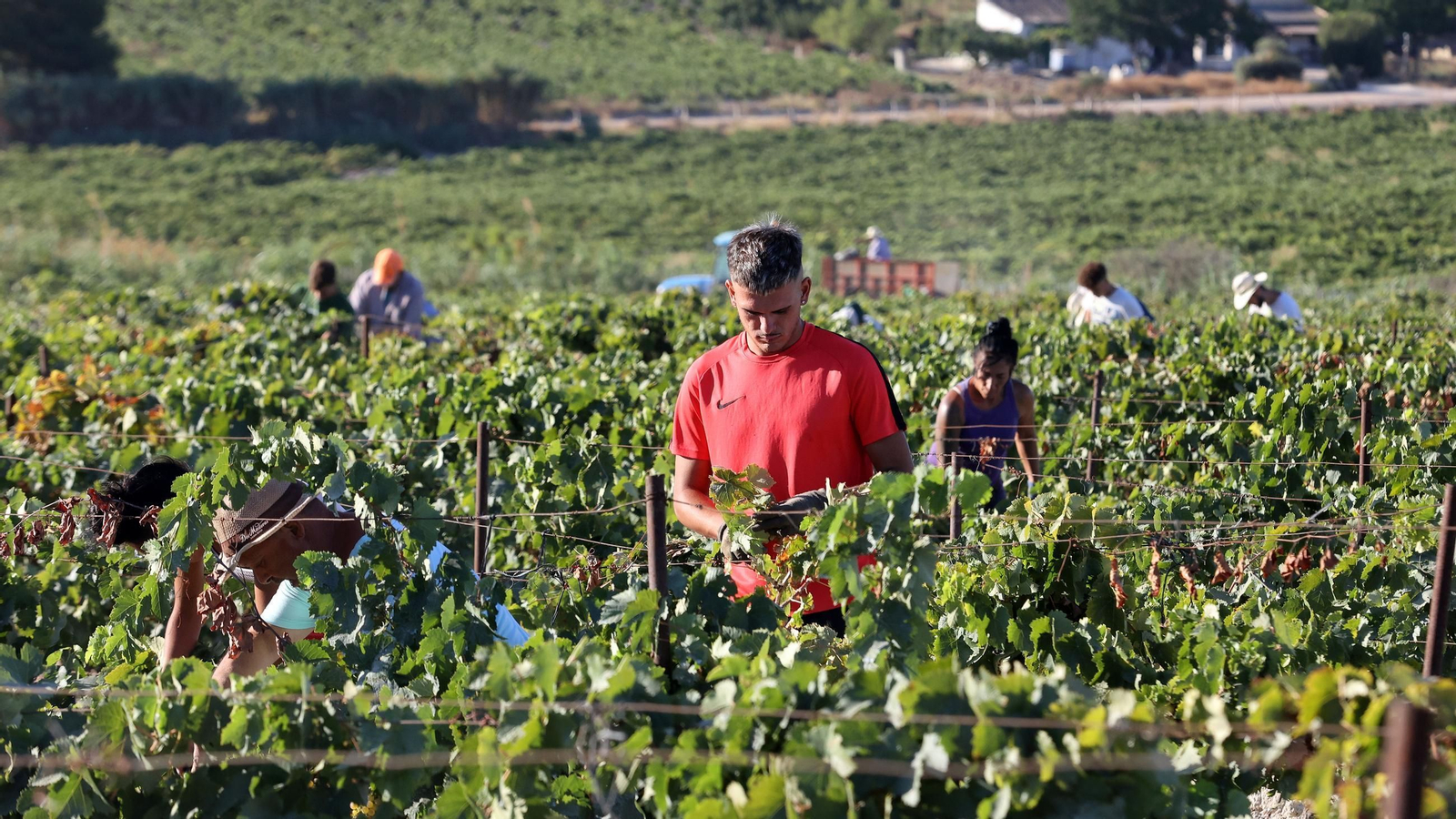 Vendimia a mano en la Viña El Caribe en Jerez