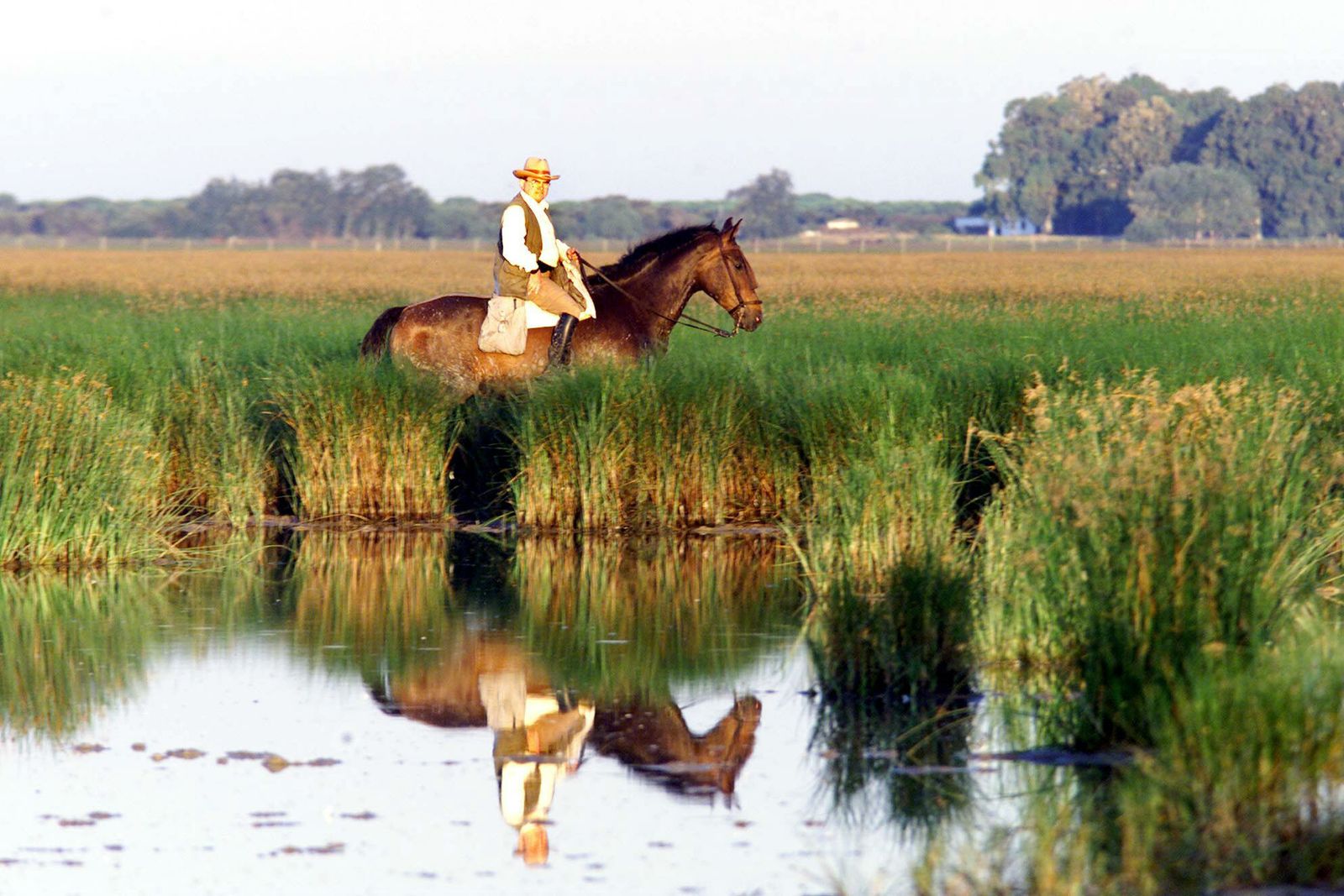 Marismas de la Rocina, en Doñana.