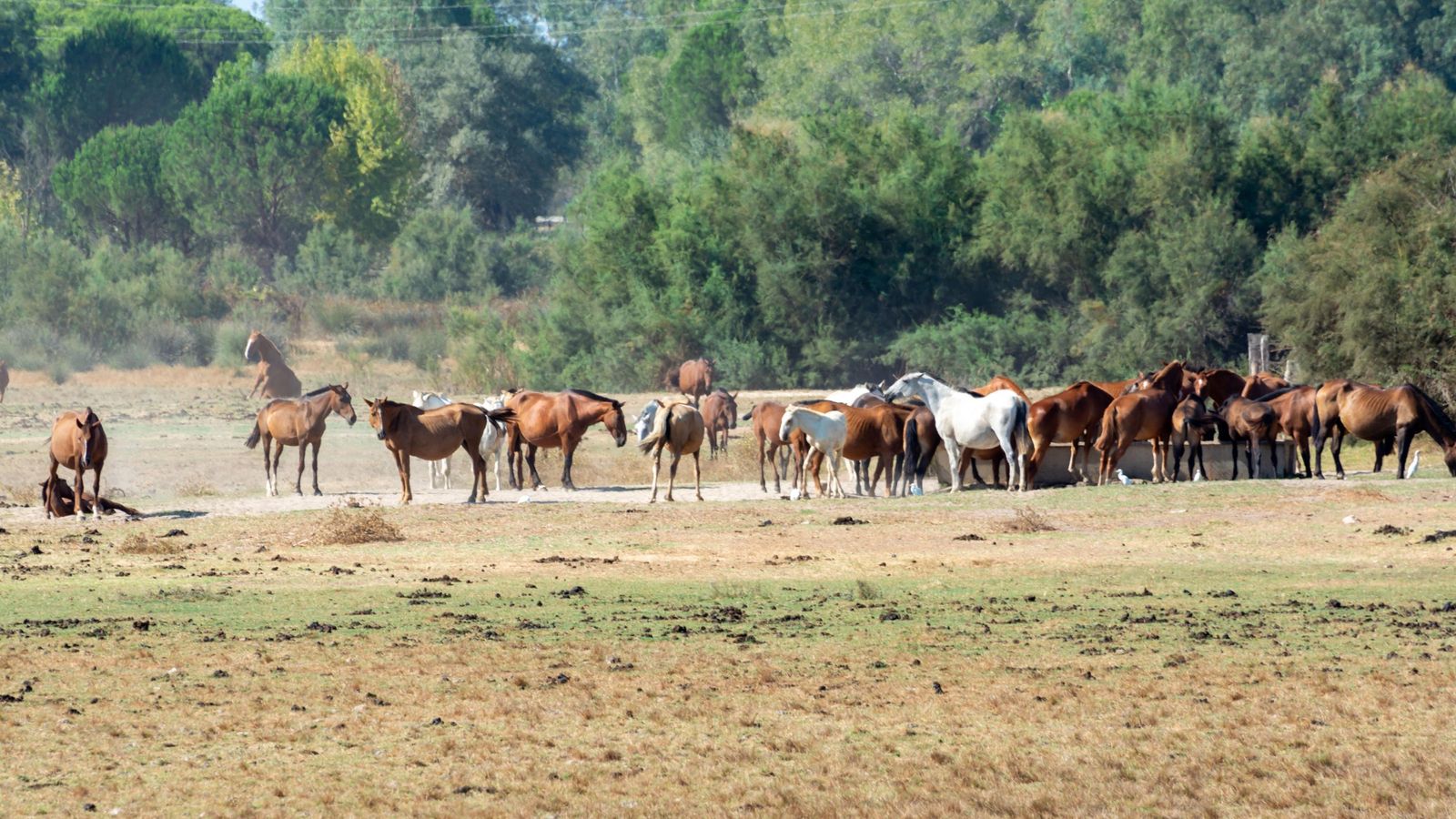 La raza autóctona marismeña