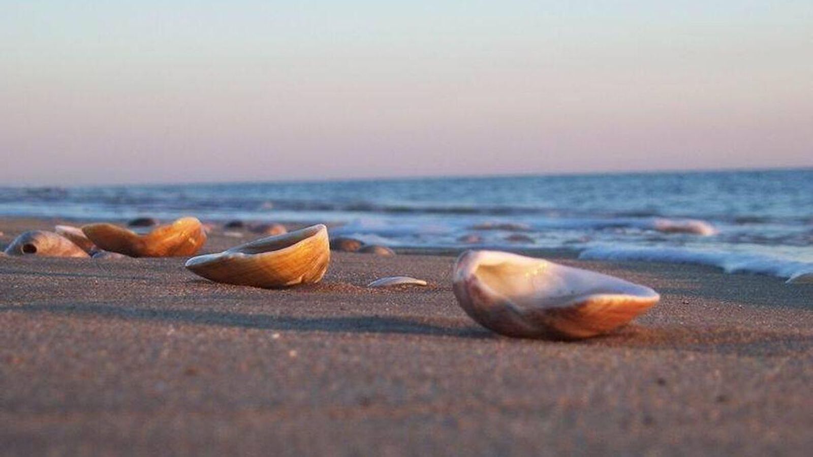 Conchenas en las playas de Huelva