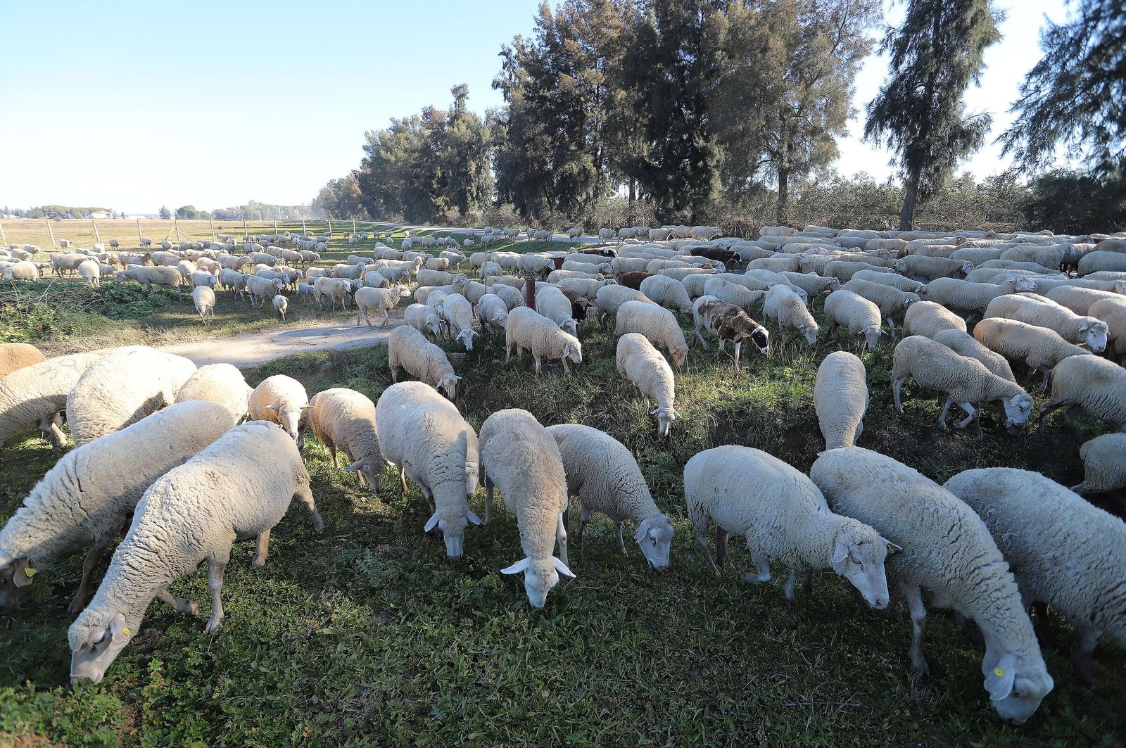 Cabezas de ganado ovinas