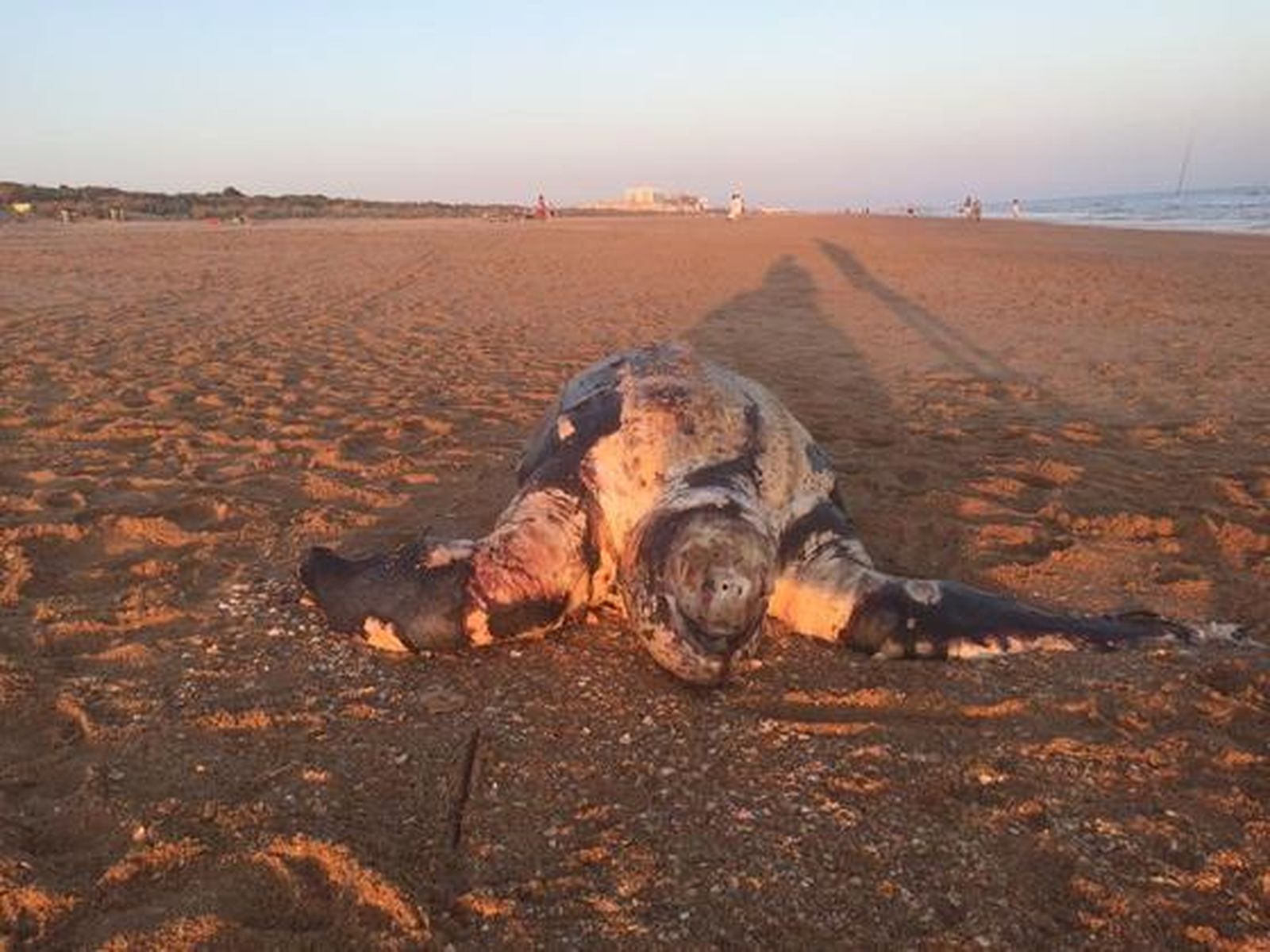 Tortuga laúd varada en la playa de los Enebrales (Punta Umbría)