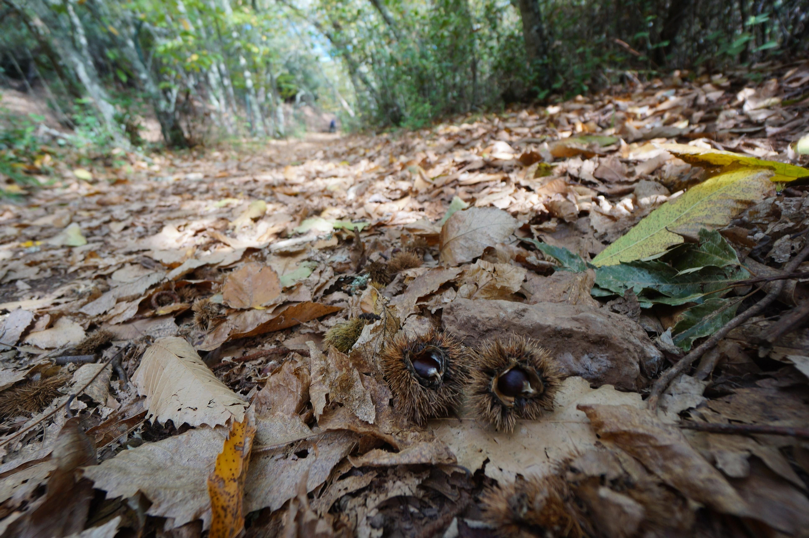 Un paseo en fotografías por el castañar de Valdejetas en la Sierra de Córdoba