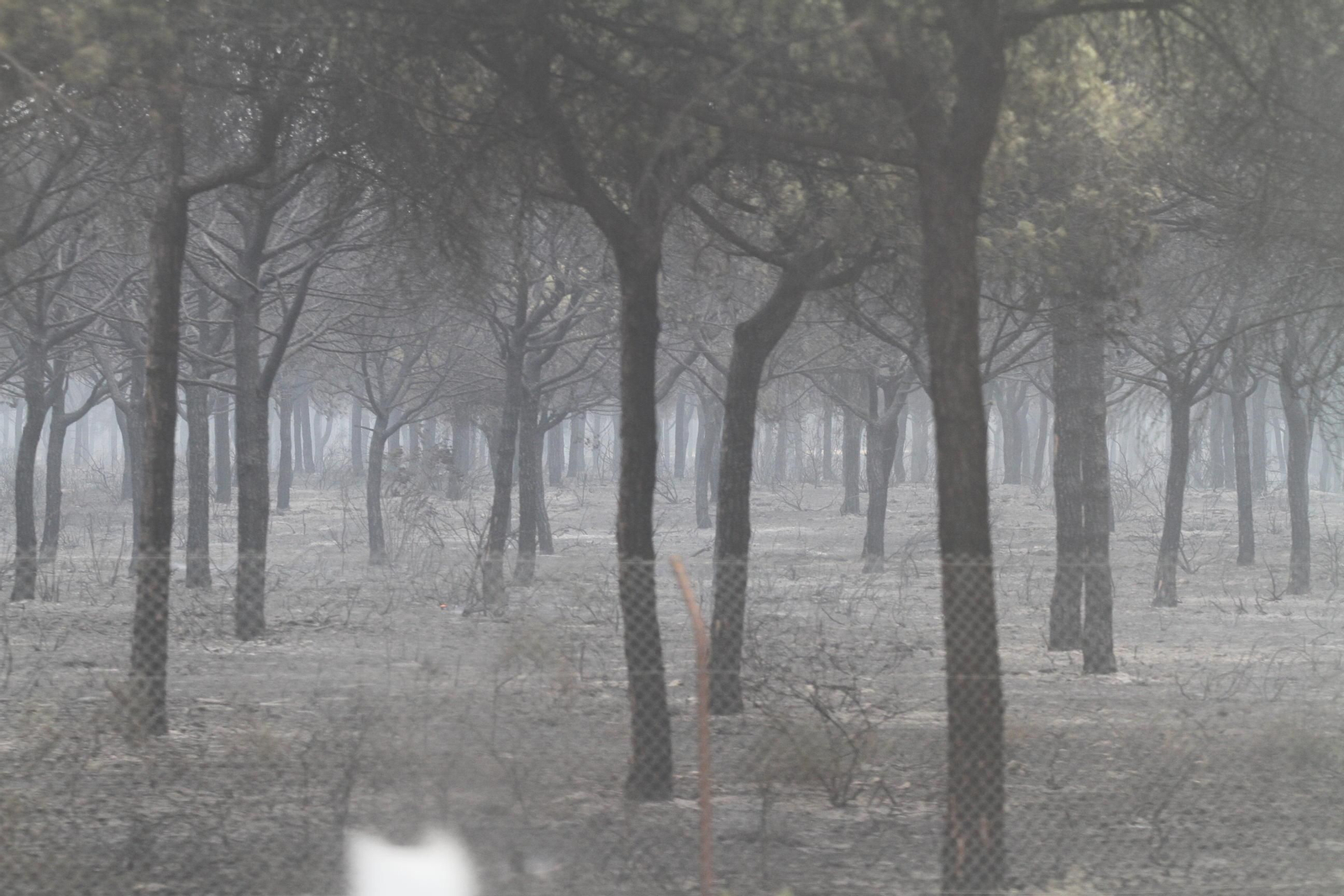 Las imágenes del incendio en Moguer y Mazagón