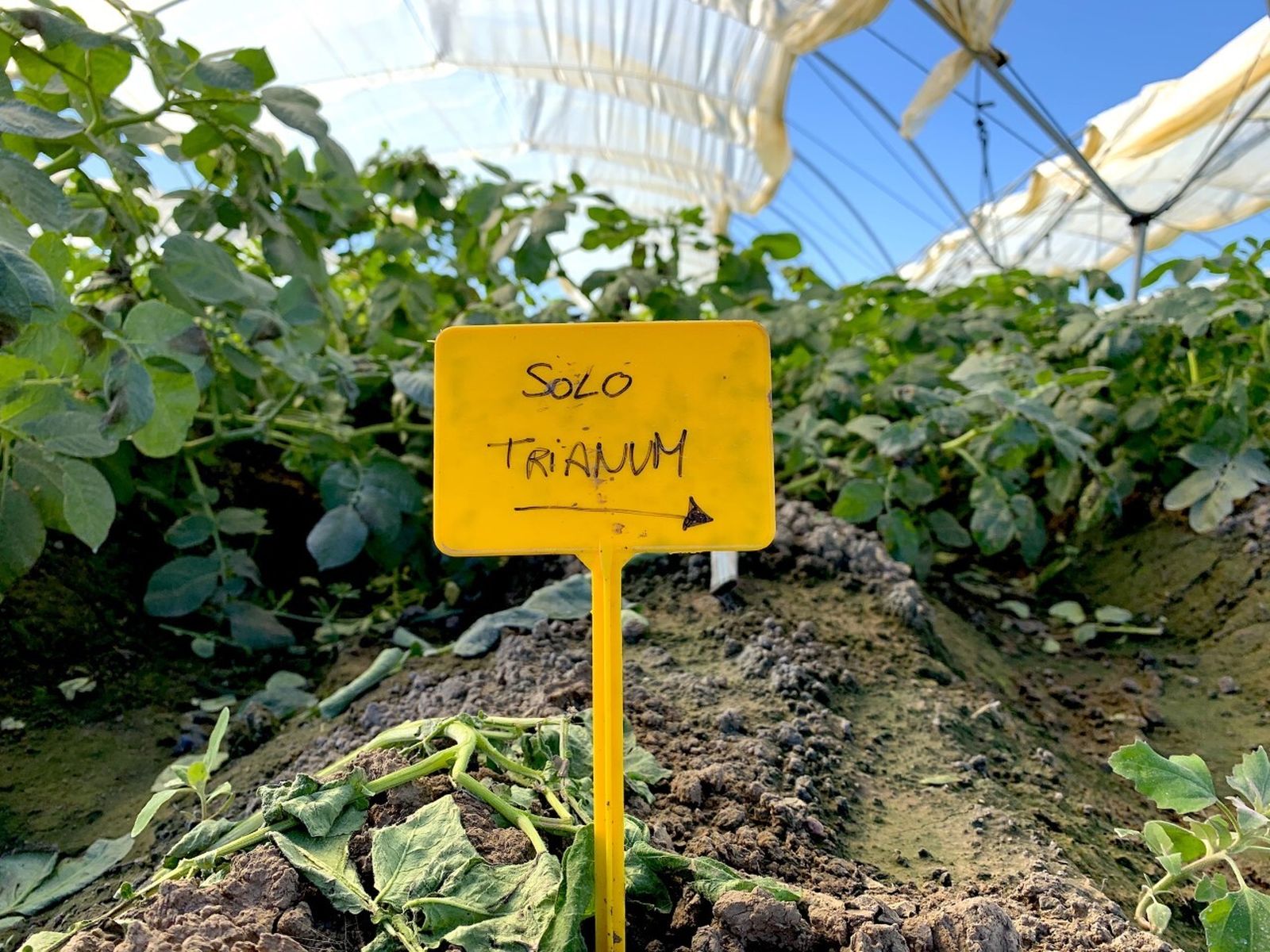 Identificador del uso de Trianum en un cultivo de patata en Sevilla.