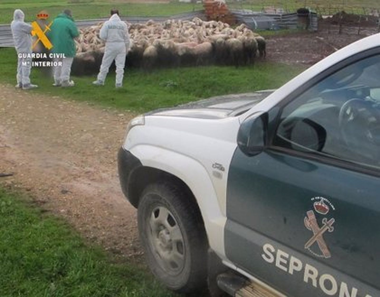 Detenido en Zamora por maltrato animal tras acumular cadáveres de ovejas junto a su rebaño de cebo