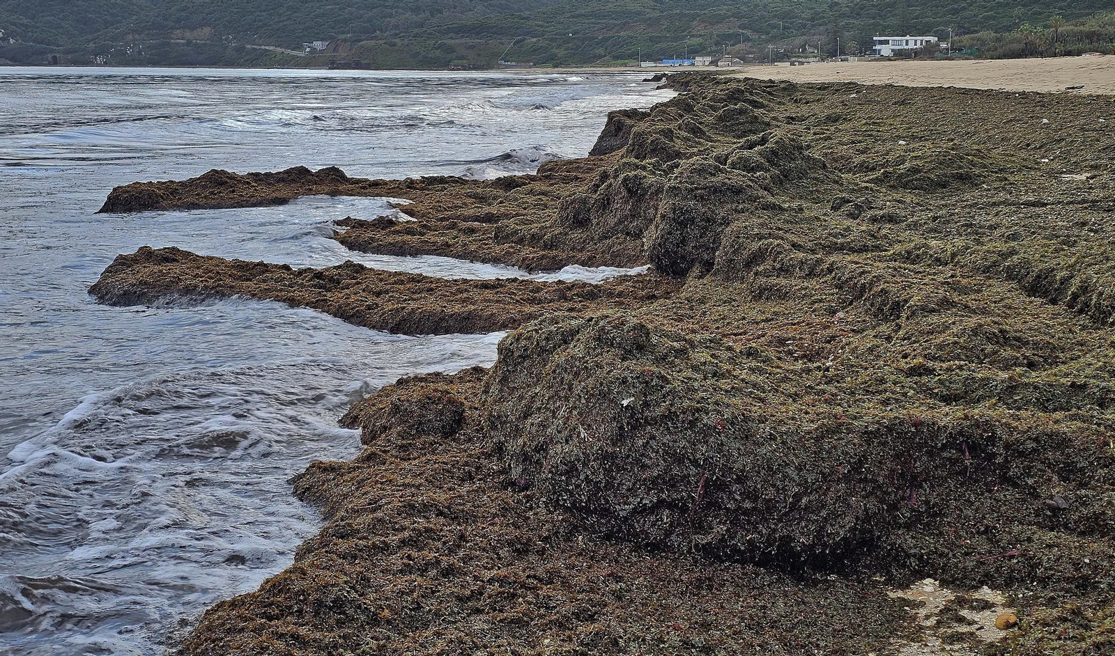 Fotos del nuevo arribazón de alga invasora en la playa de Getares en Algeciras