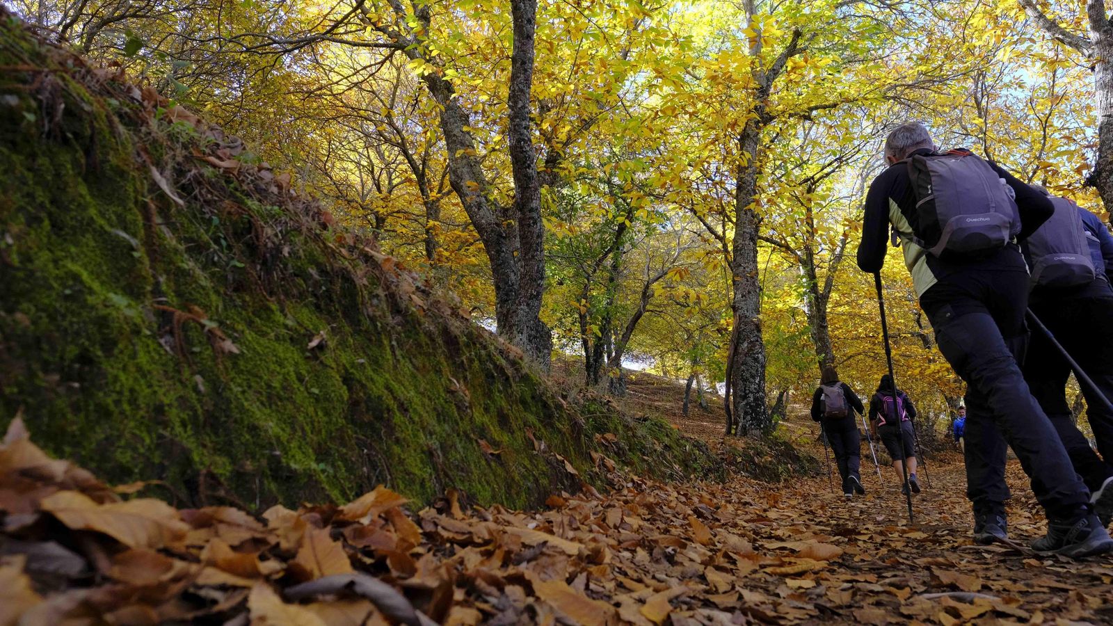 Personas recorren el conocido como Bosque de Cobre. Personas recorren el conocido como Bosque de Cobre.