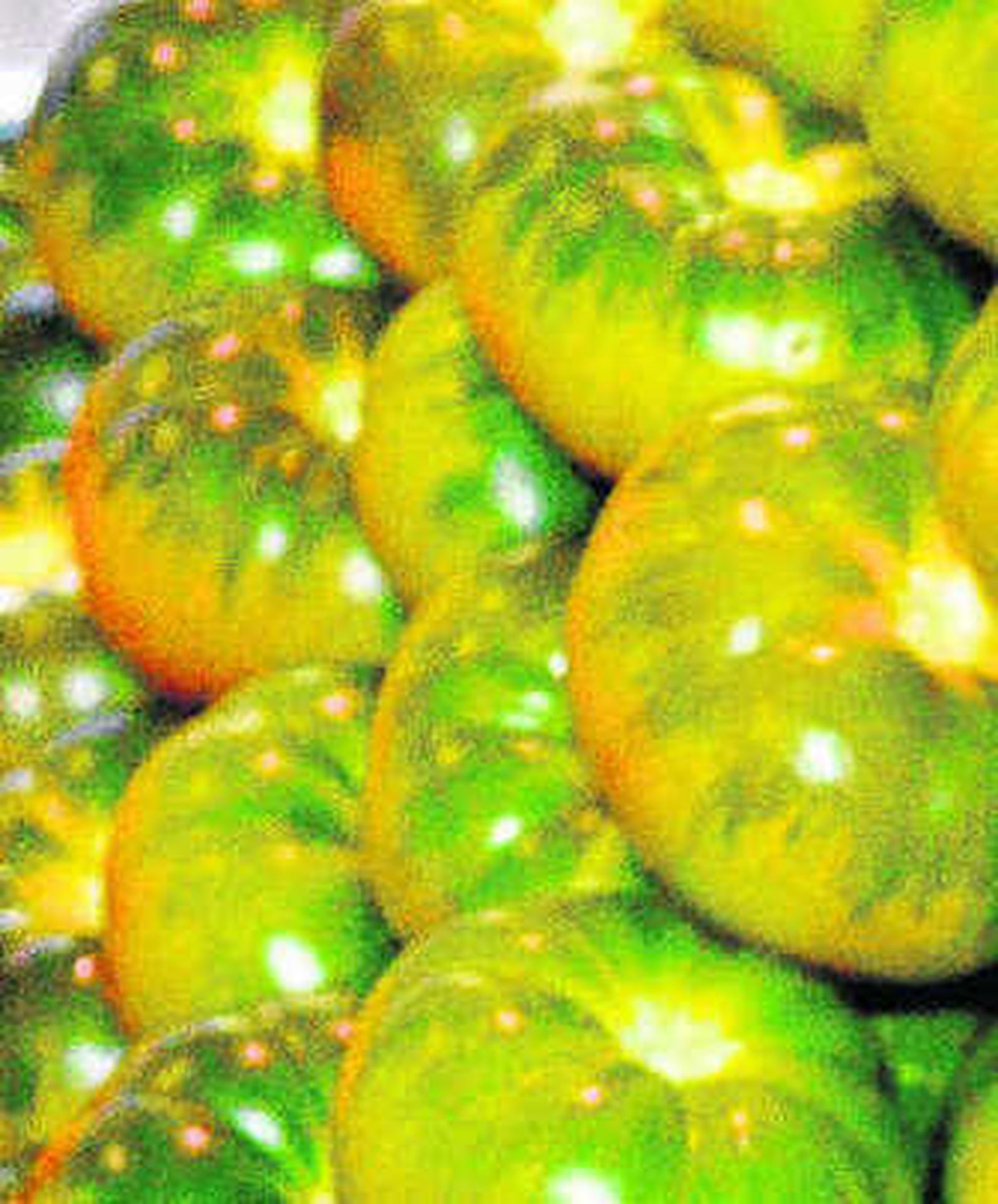 Tomate del levante almeriense.