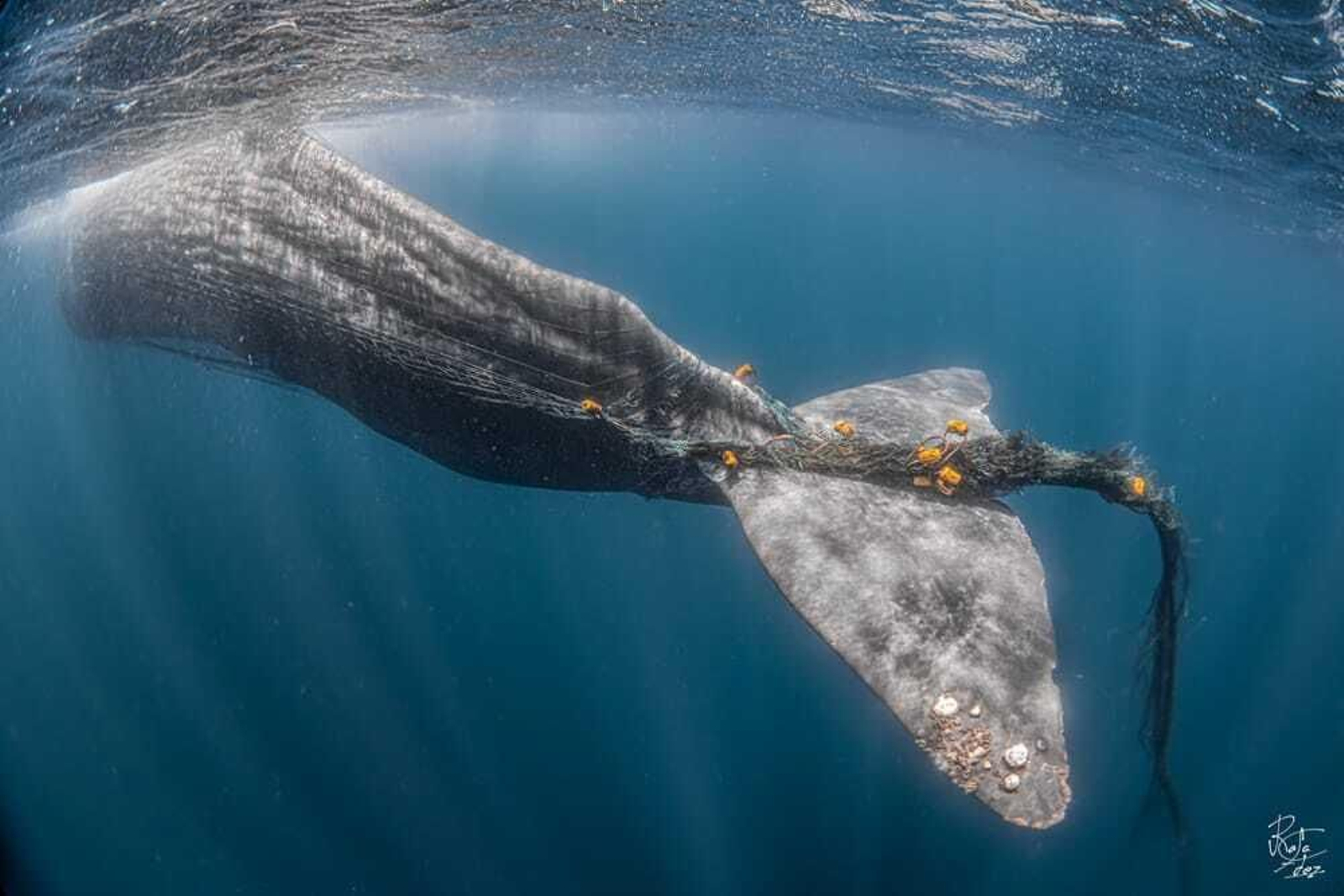 Cola del cachalote atrapado por la red de pesca