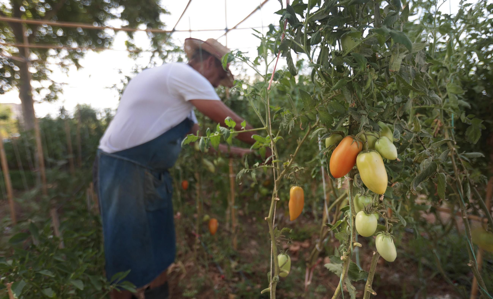 Una imagen de los tomates pera que se cultivan en los huertos.