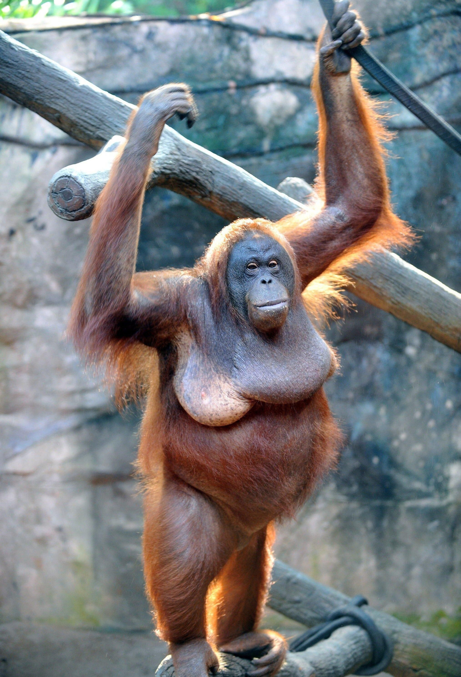 Descifran el genoma del orangután, idéntico al humano en un 97%