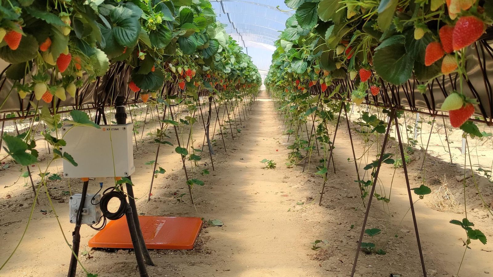 Riego a la demanda y monitorización inteligente pulso a pulso de riego y drenaje.