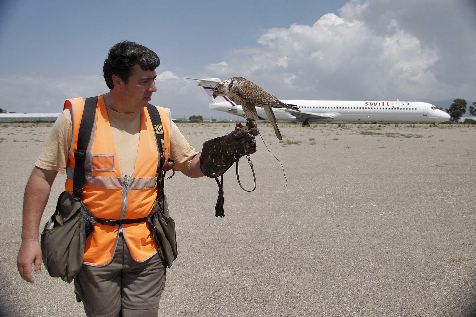 Uno de los halcones empleados en el aeropuerto de Almería Uno de los halcones empleados en el aeropuerto de Almería
