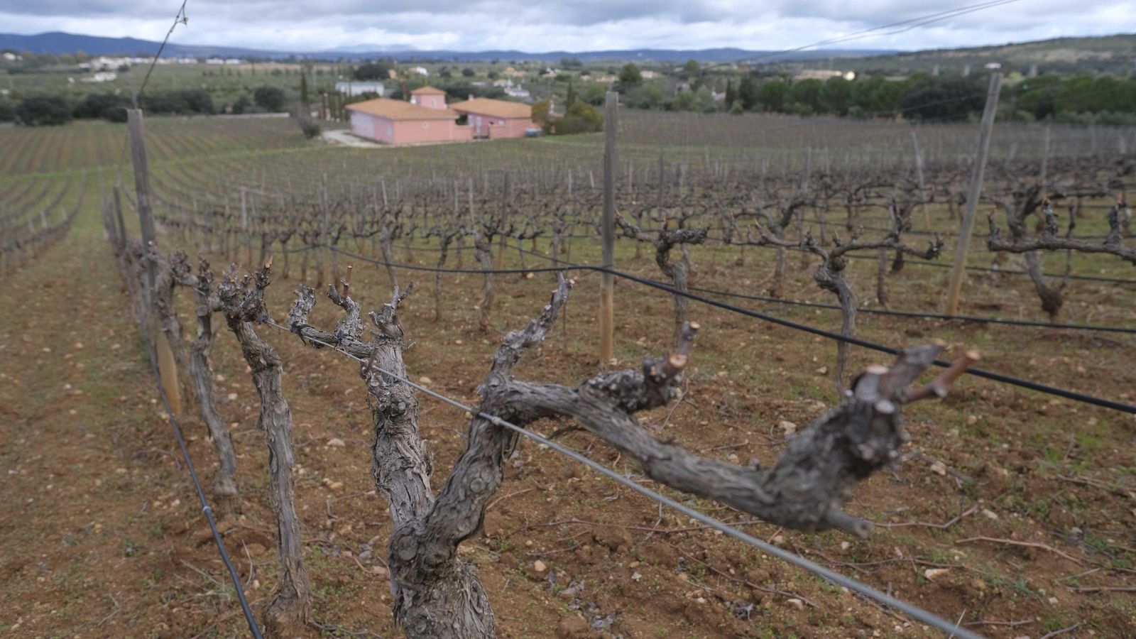 La mayoría de los viñedos están situados alrededor de la bodega.