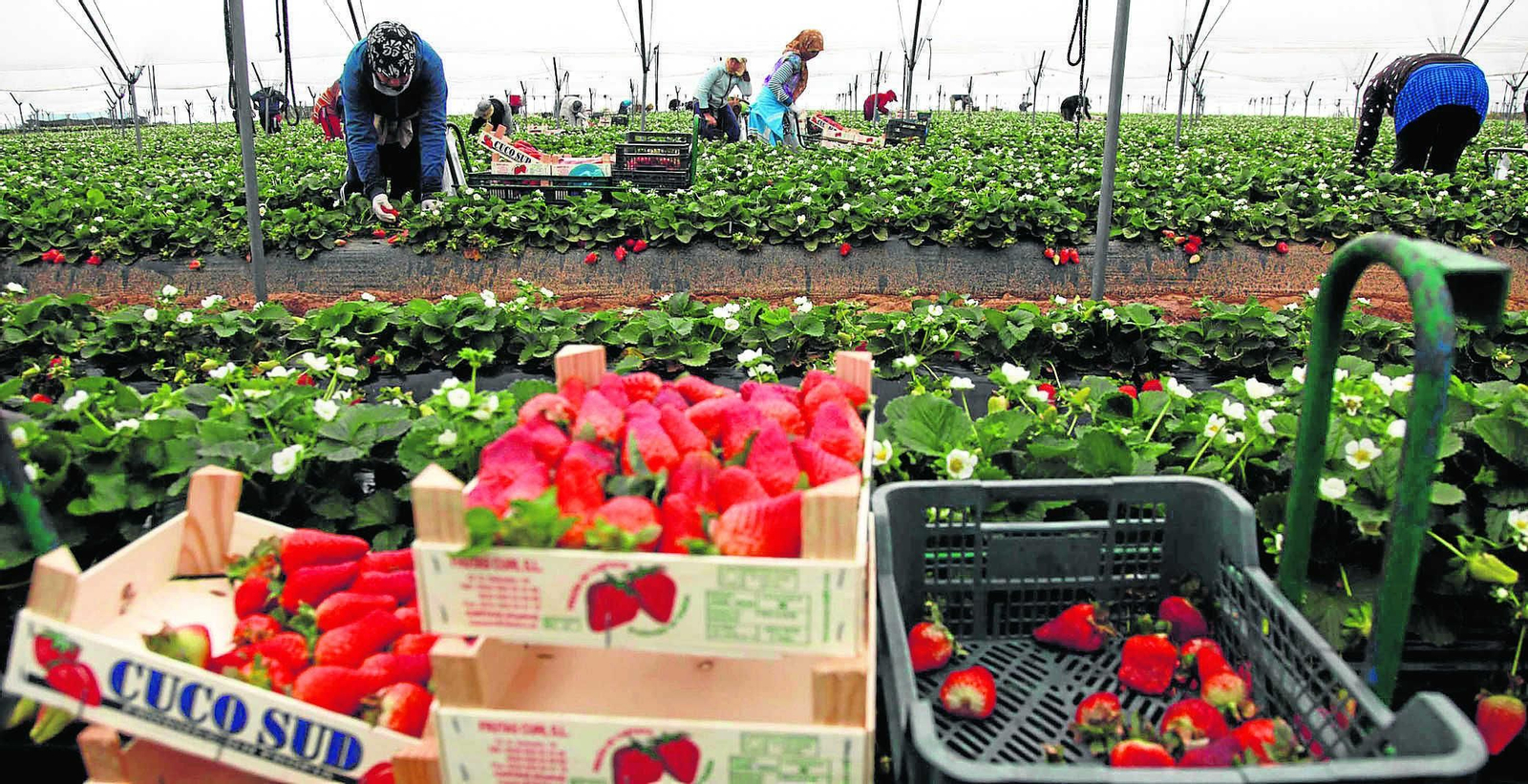 Temporeras en un cultivo de fresas.