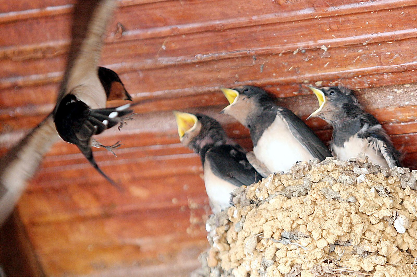 Un nido de golondrinas.