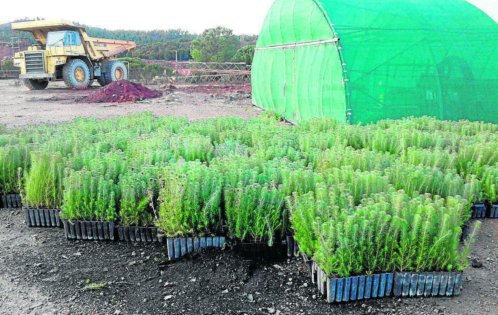 Ejemplares jóvenes de pinos piñoneros a pie del vivero propio de Atalaya en Riotinto