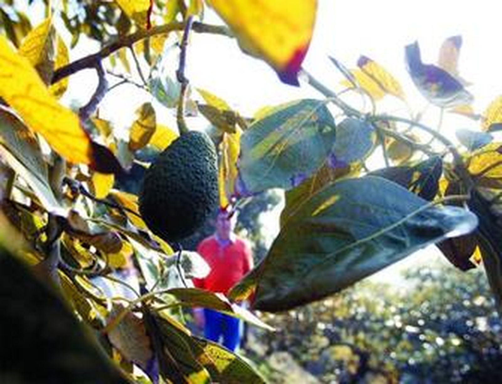 Árbol de aguacate afectado por el ácaro en una finca de Vélez-Málaga.