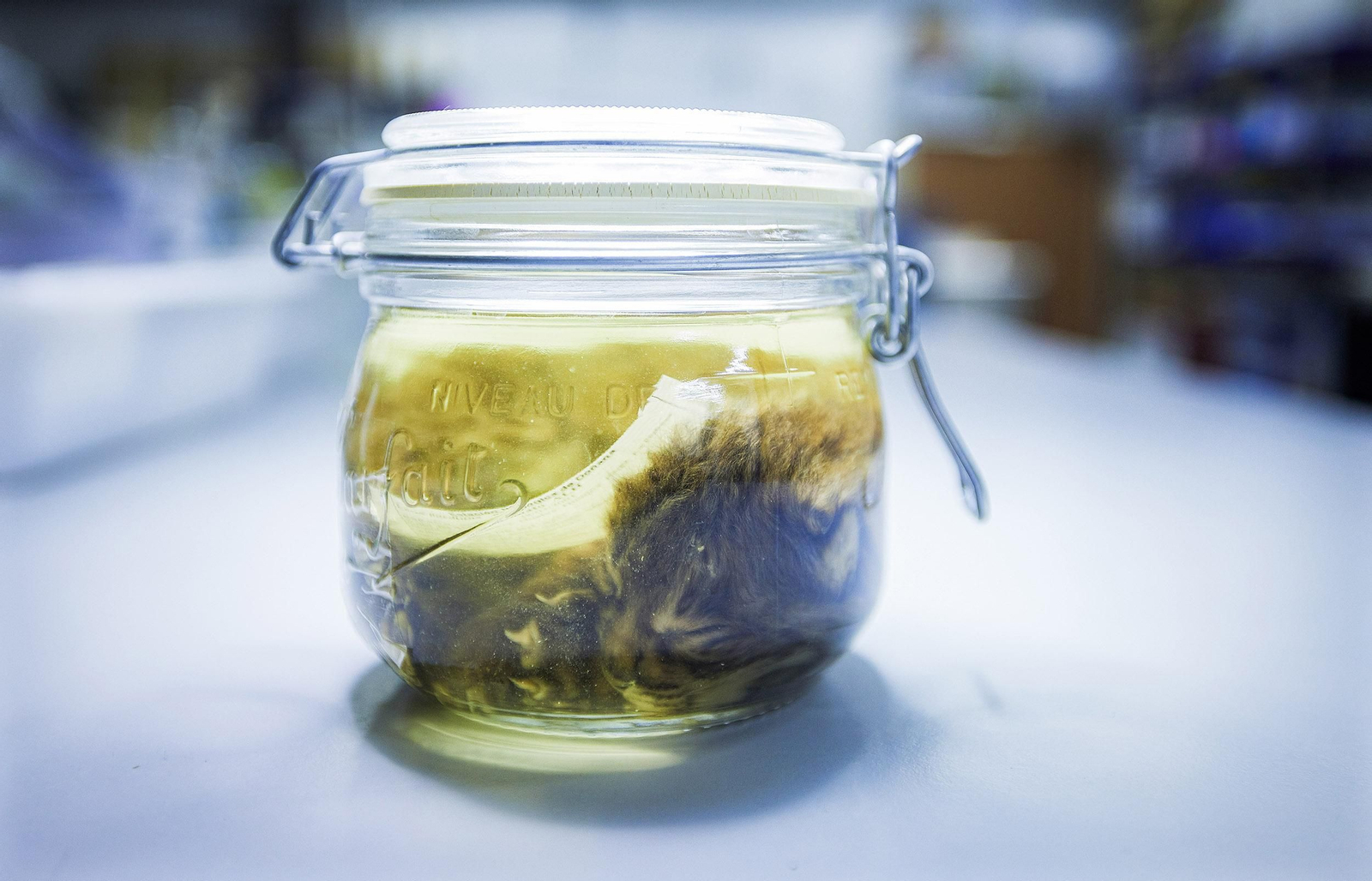 El Lince ibérico en Doñana: de alimaña a especie protegida