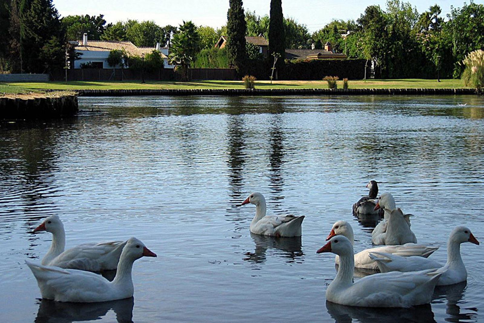 Lago de los Patos en Guadacorte, Los Barrios