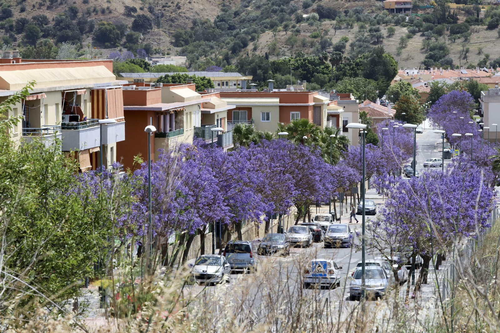 Campanillas en fotos