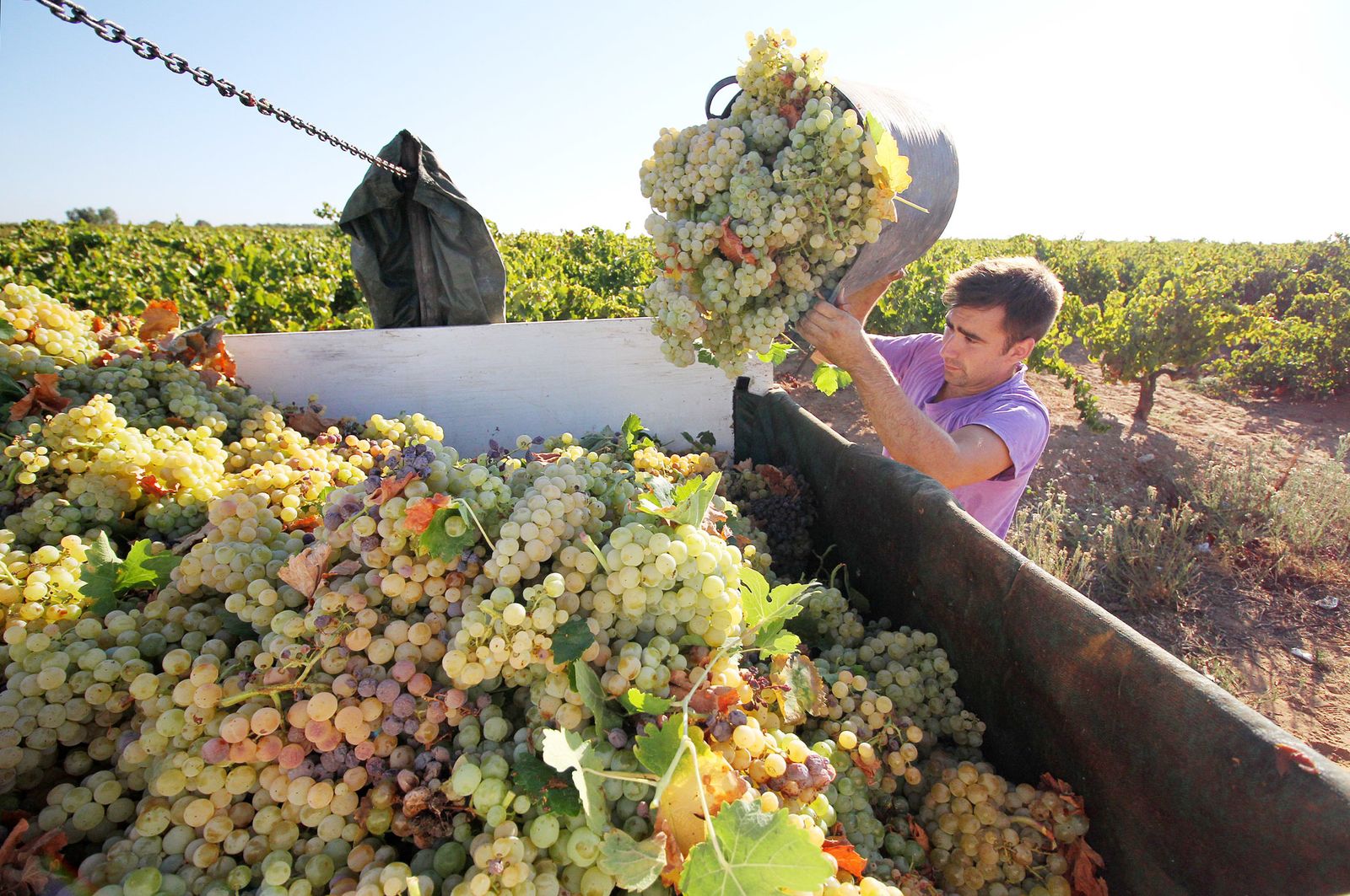 Imágenes de la vendimia en el Condado de Huelva.