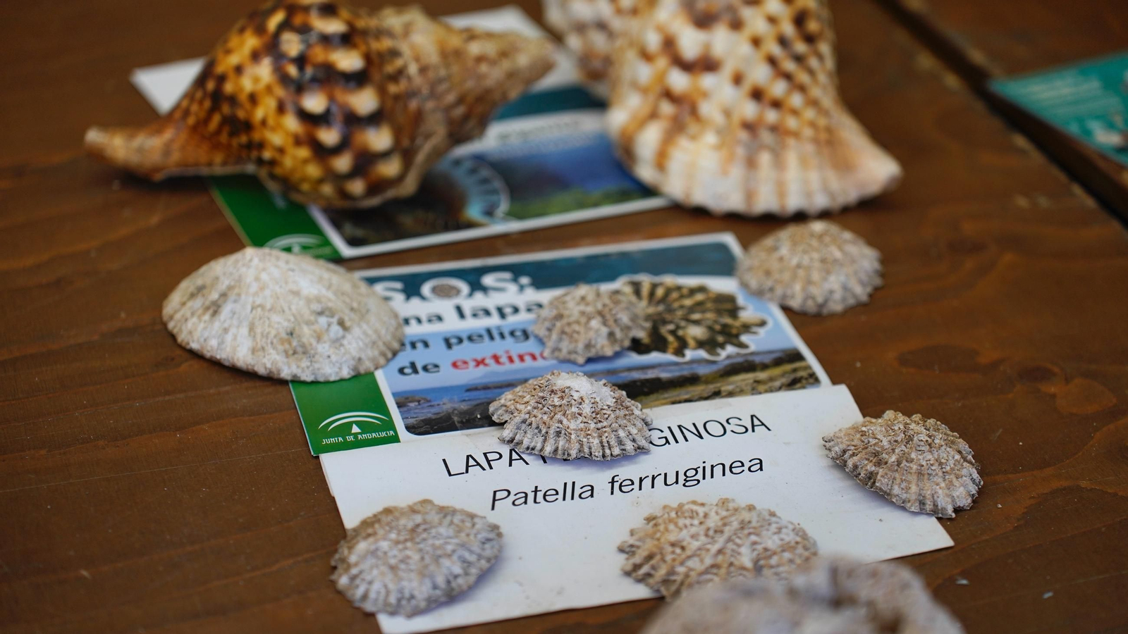Muchas personas se reunen en la Plaza Alta, bailando y comiendo paella junto a la Feria de los Parques Naturales de Cádiz