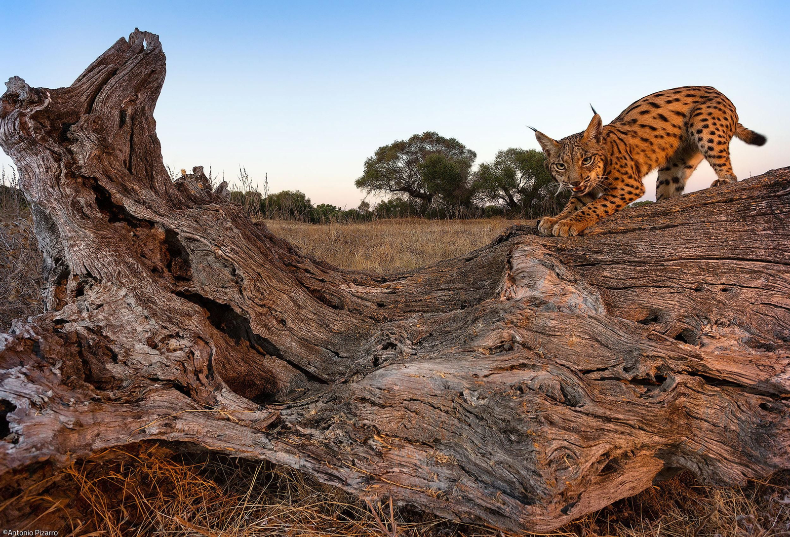 Doñana y Sierra Morena