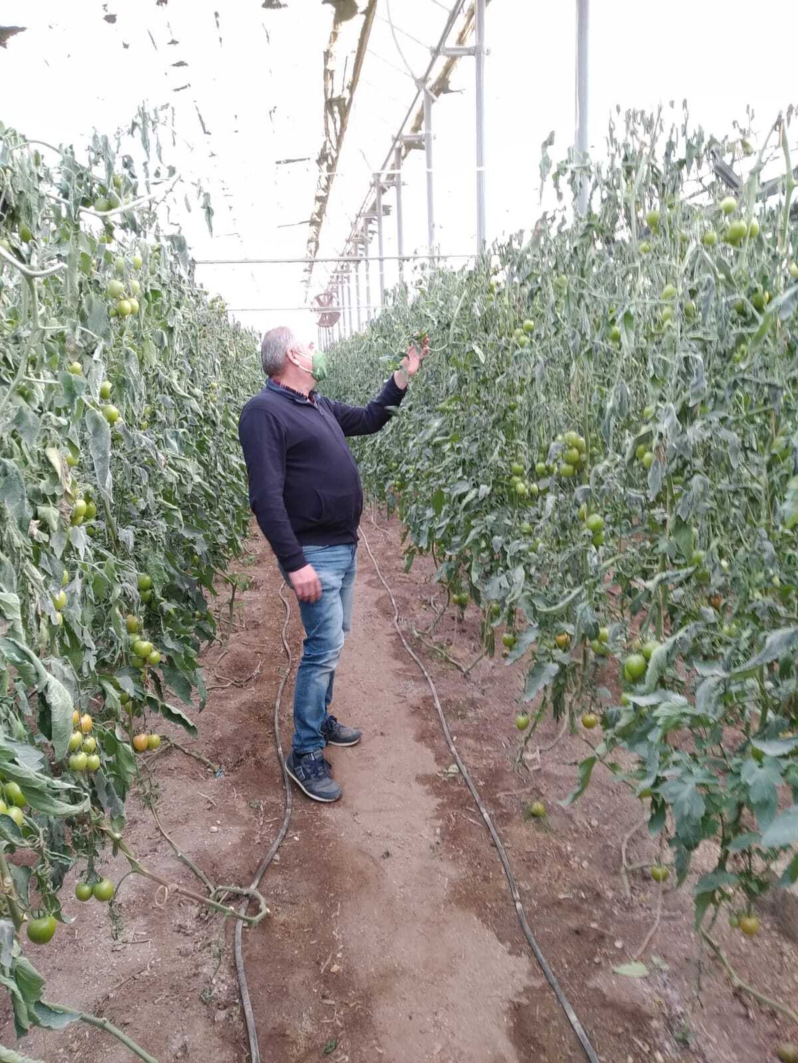 Antonio Navarro, presidente de Asaja Almería, comprueba los efectos de las heladas.