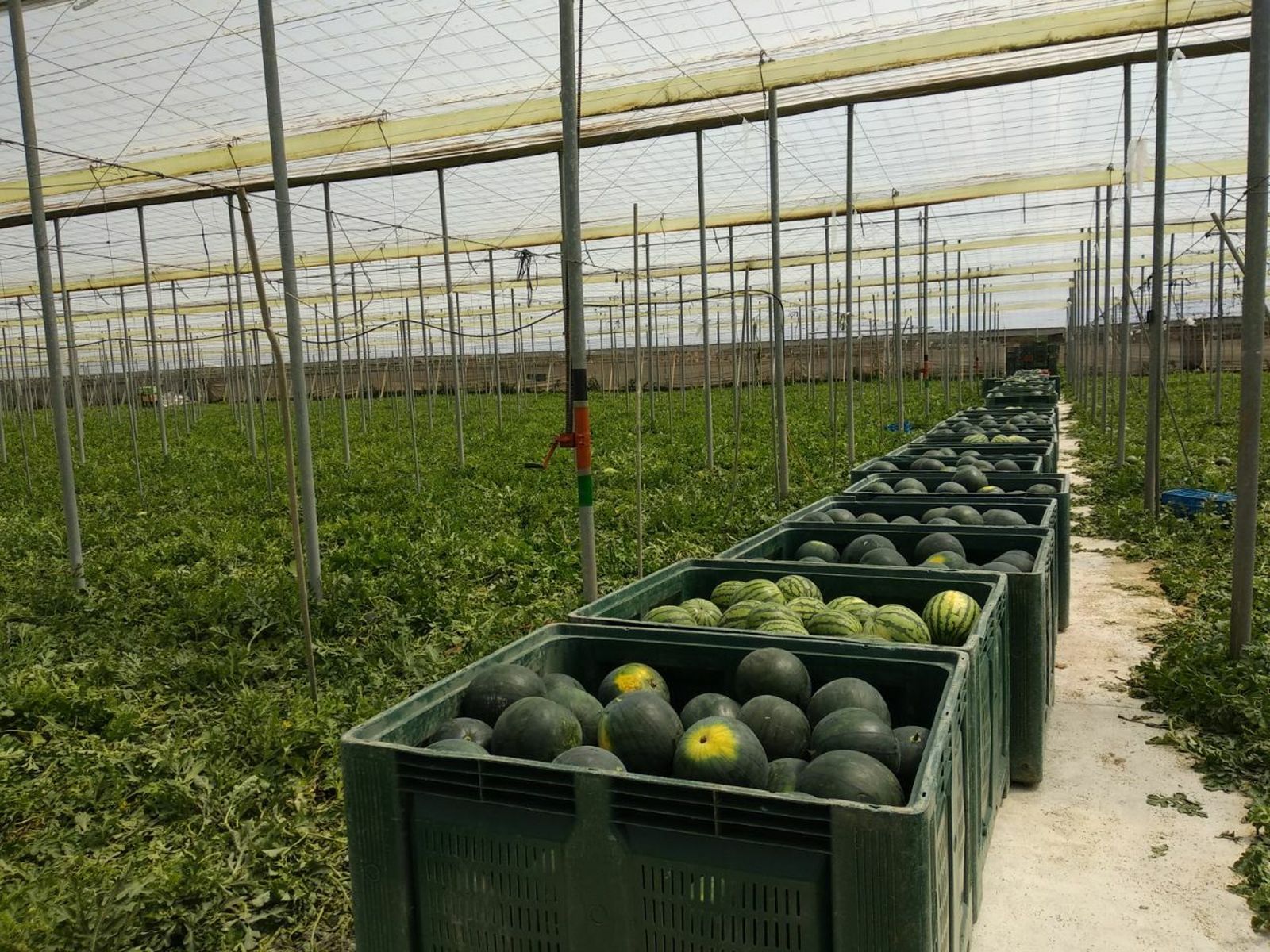 Granada, la tercera provincia que menos exporta a Reino Unido