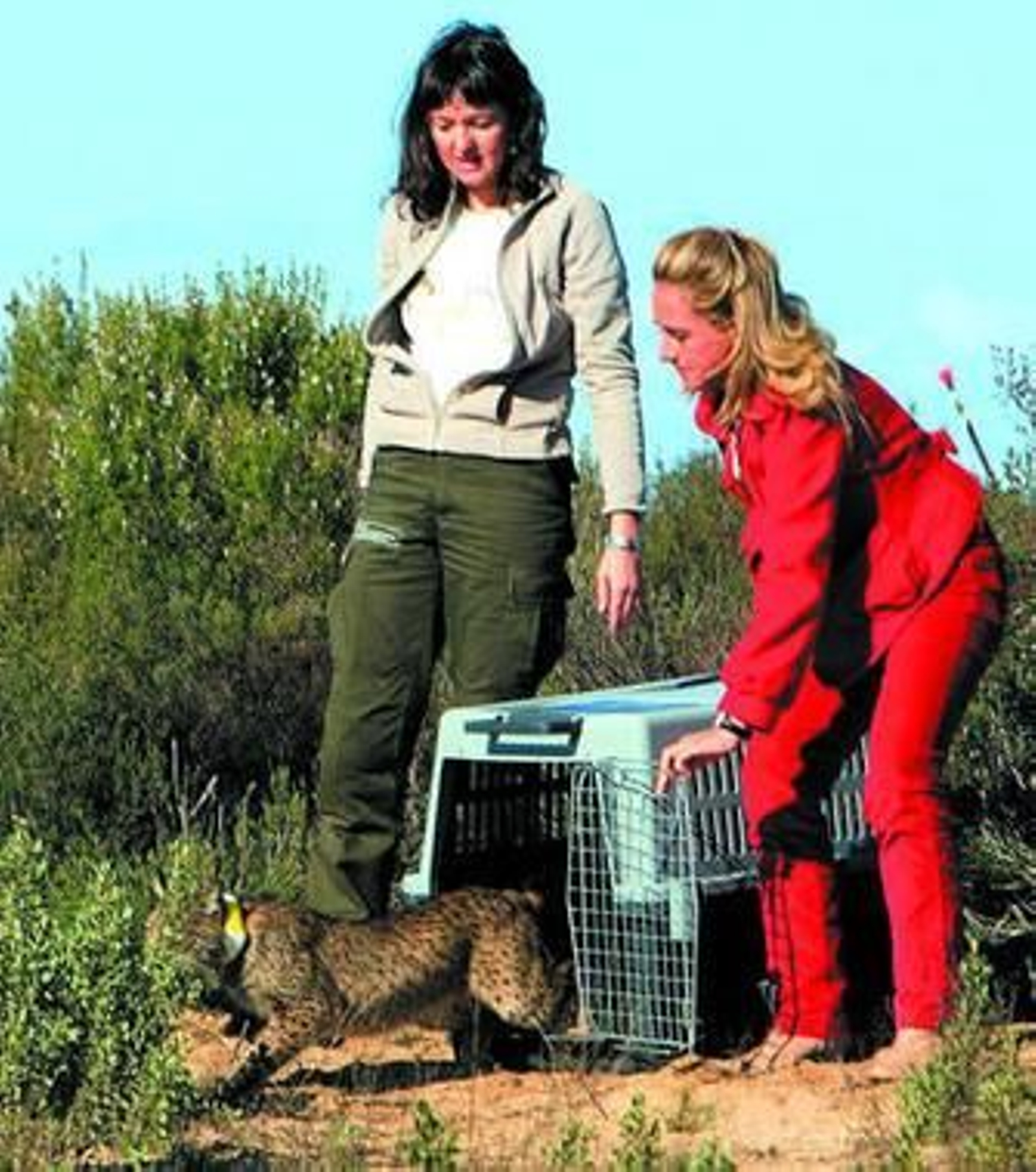 Cinta Castillo fue la encargada de abrir la jaula de 'Caribú'.