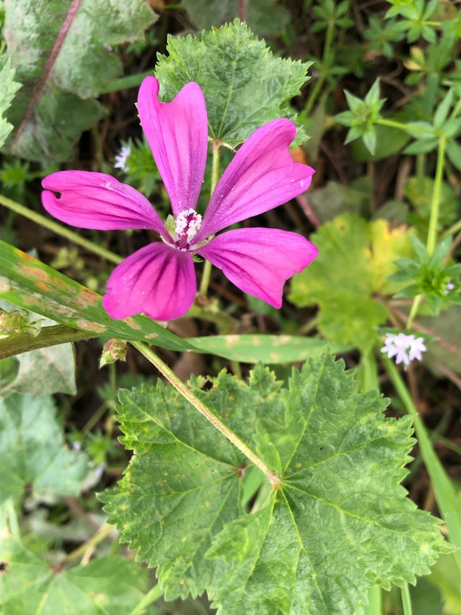 Las fotografías de la primavera en la Campiña de Córdoba