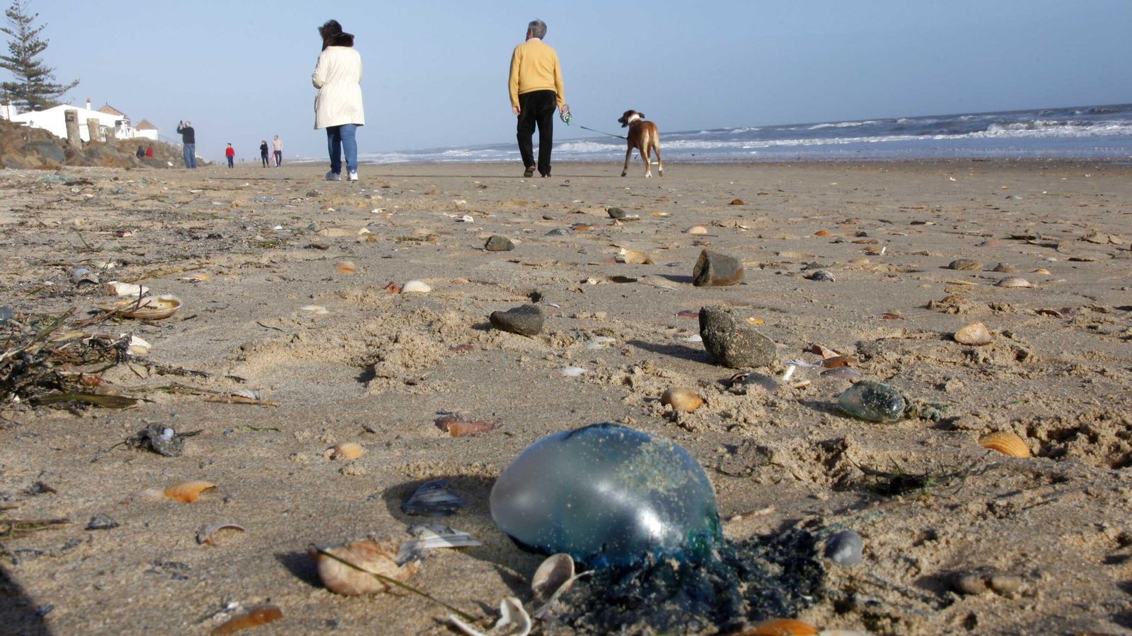 Medusas en la playa de Islantilla.