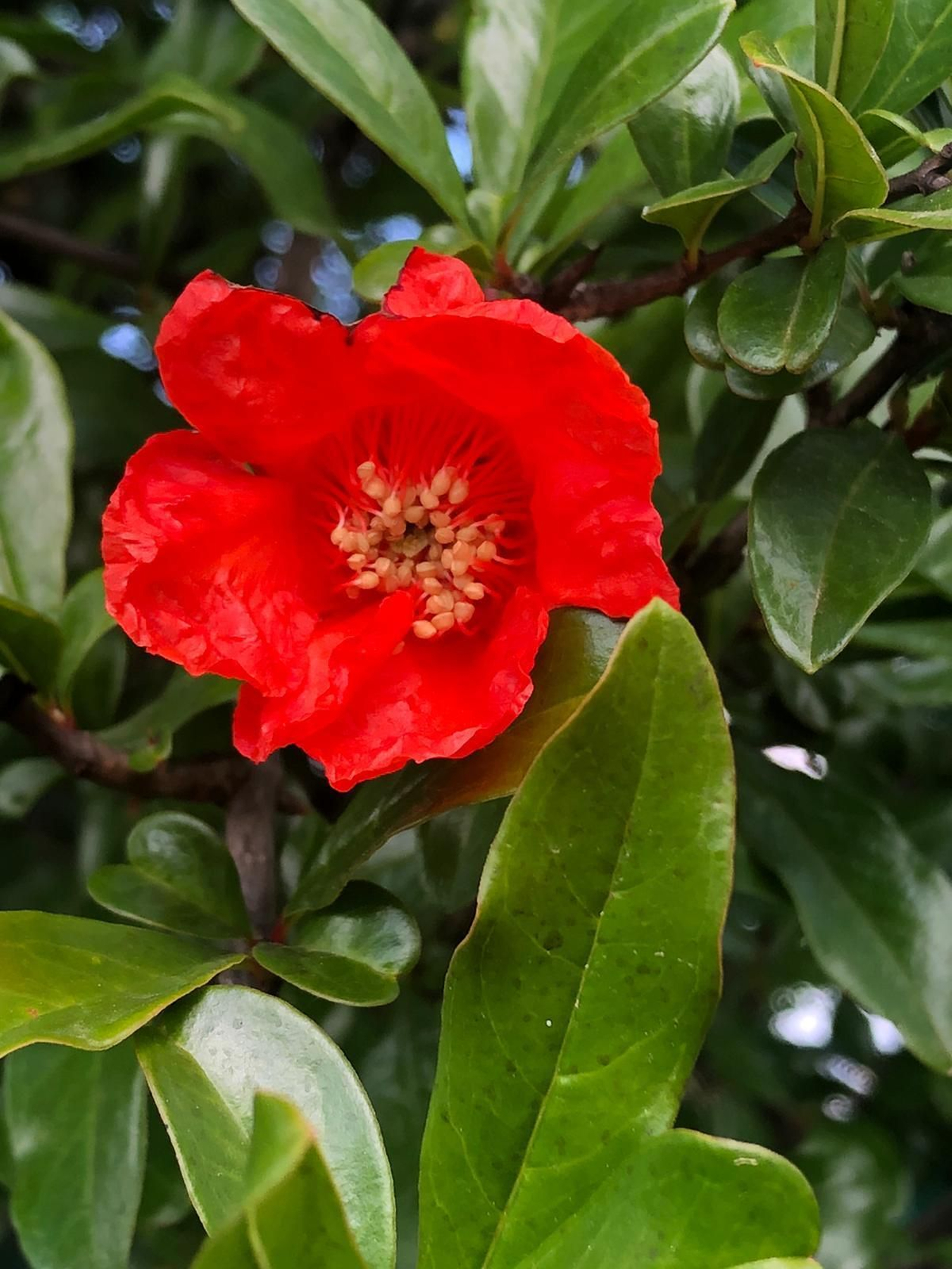 Las fotografías de la primavera en la Campiña de Córdoba