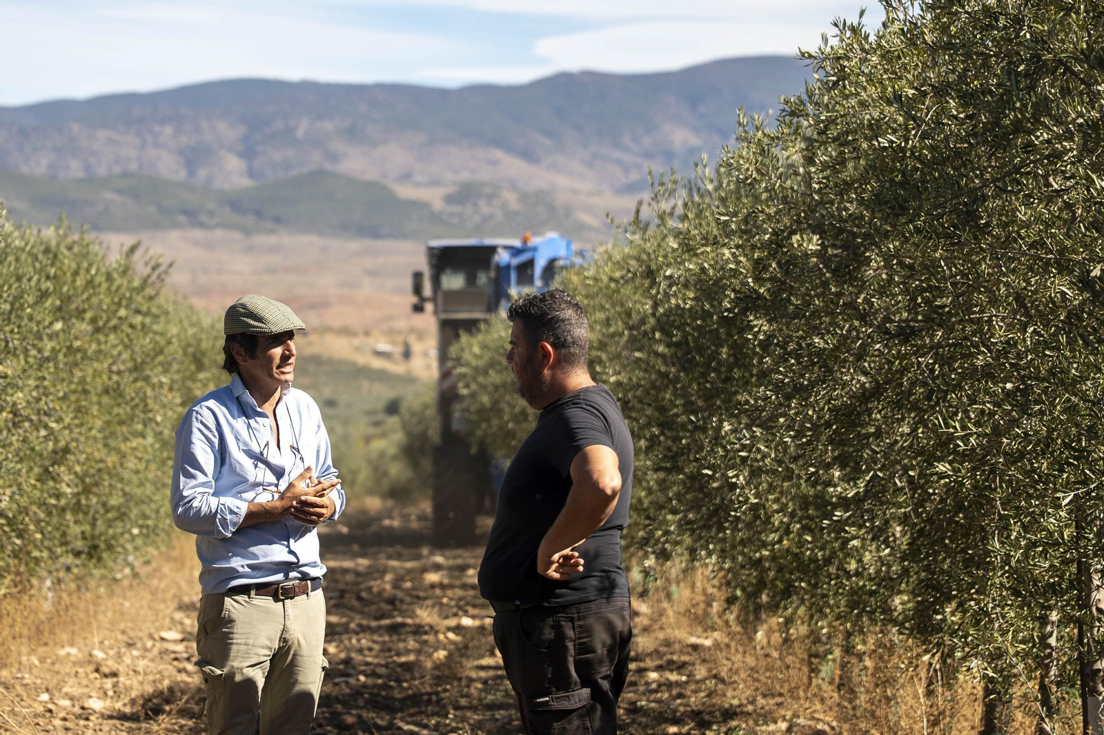 Las imágenes de la campaña recogida de acetuna en Fiñana