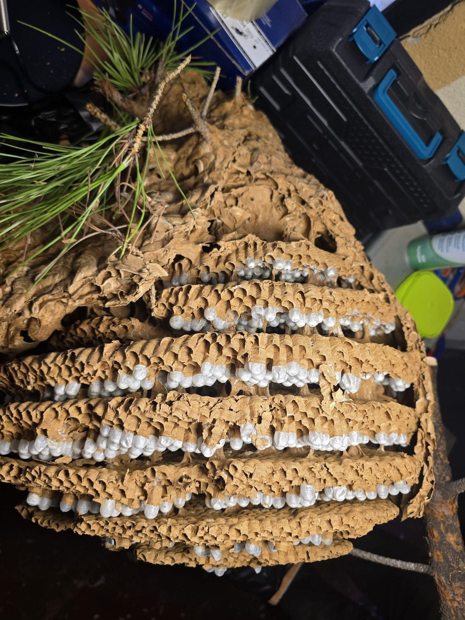 Una imagen del nido de avispas velutinas encontrado en Málaga.